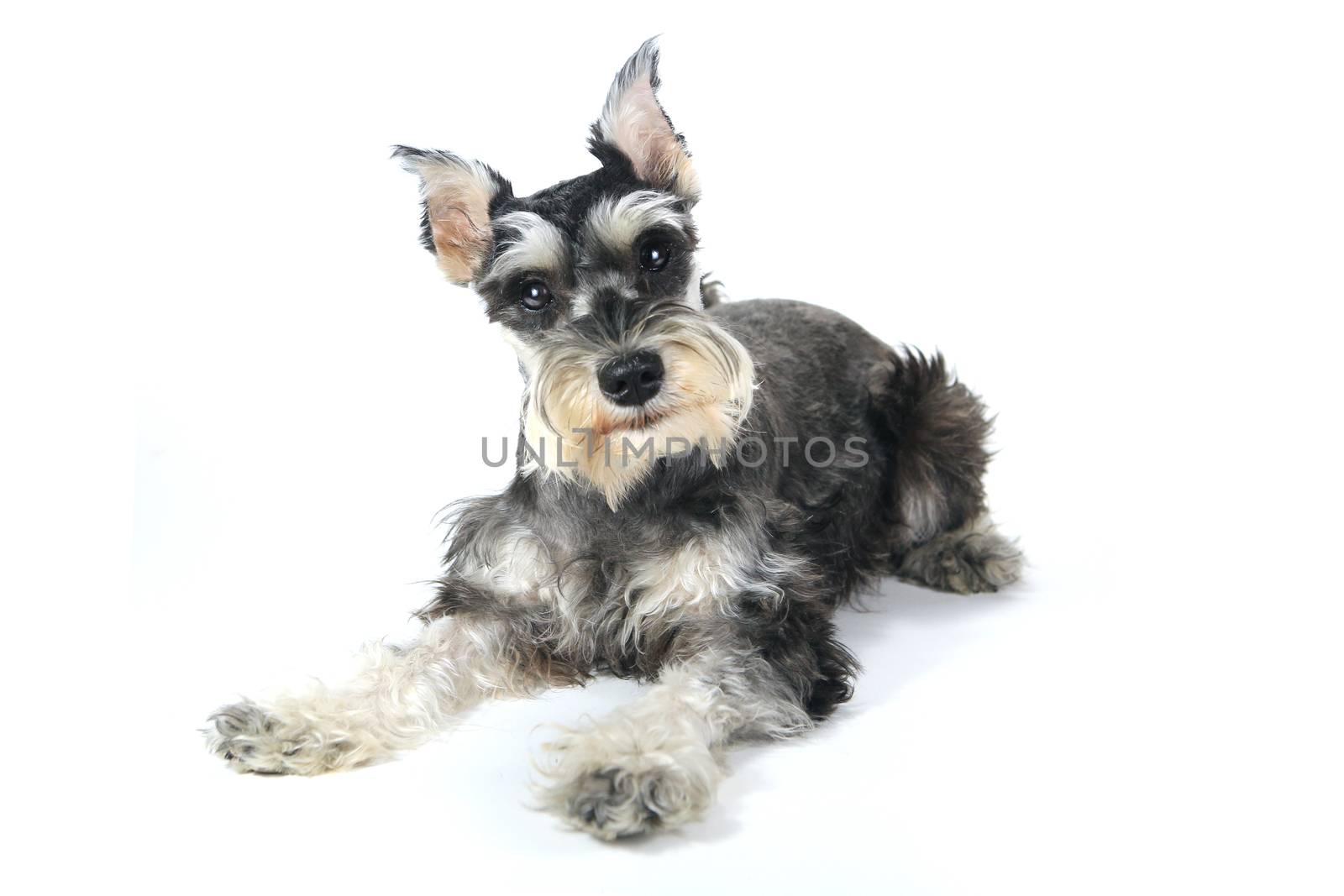 Cute Miniature Schnauzer Puppy Dog on White Background by tobkatrina