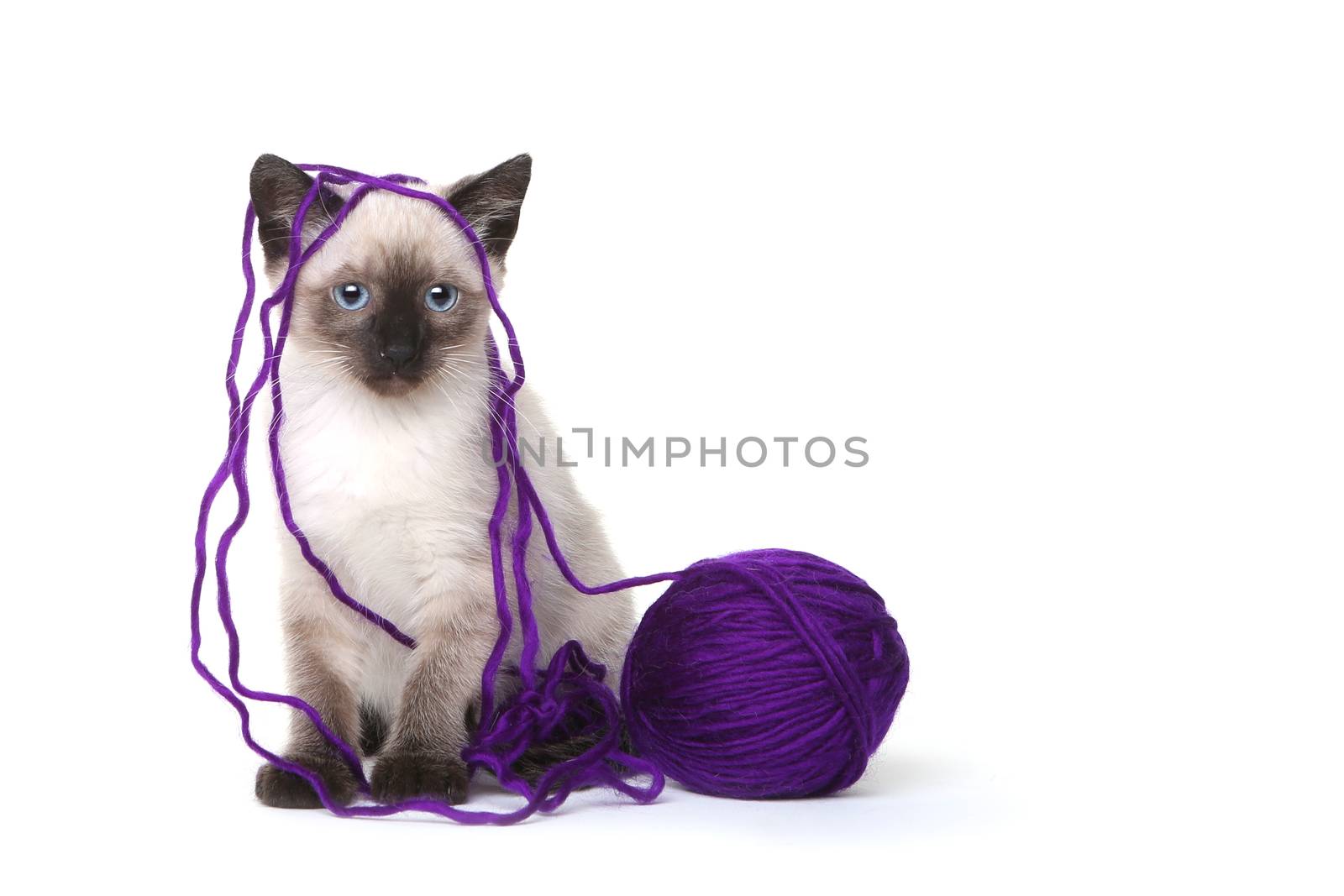 Siamese Kittens on White Background With Ball of Purple Yarn