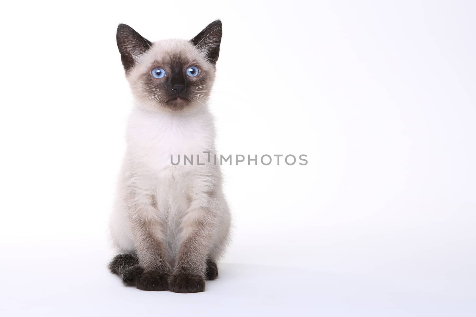 Adorable Siamese Kittens on a White Background