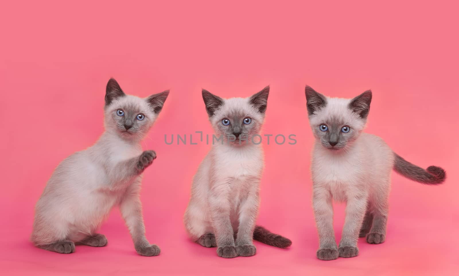 Siamese Kittens on Bright Colorful Background by tobkatrina