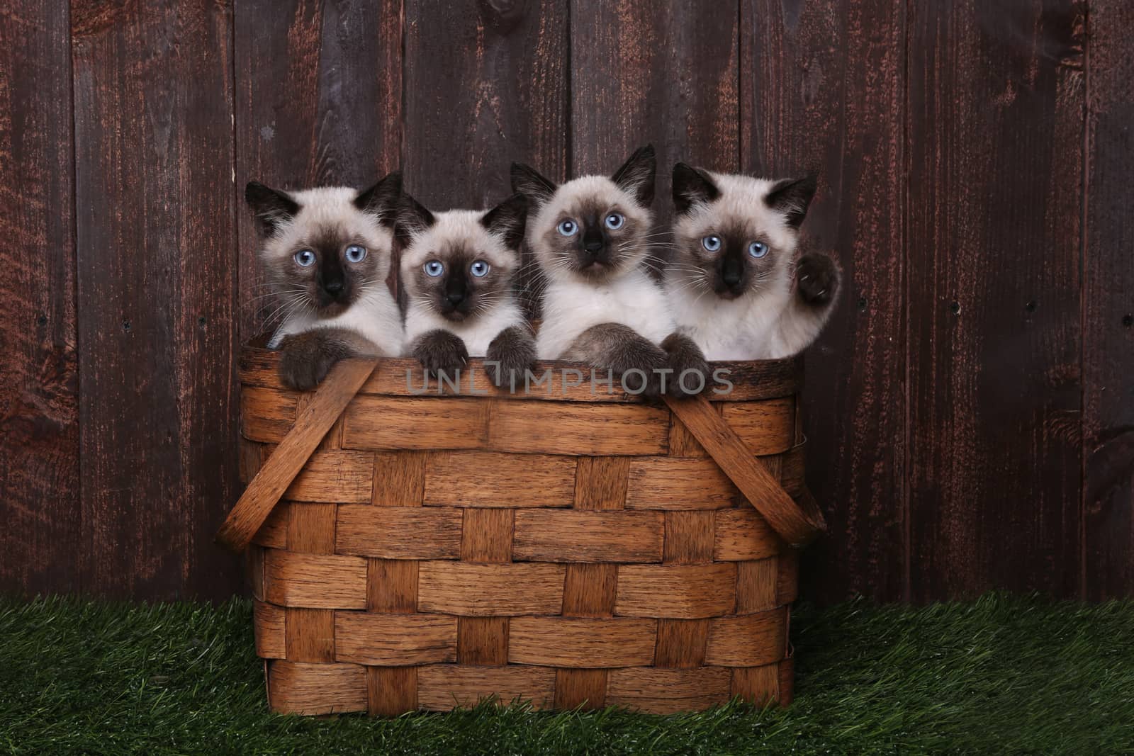 Multiple Adorable Siamese Kittens in A Basket