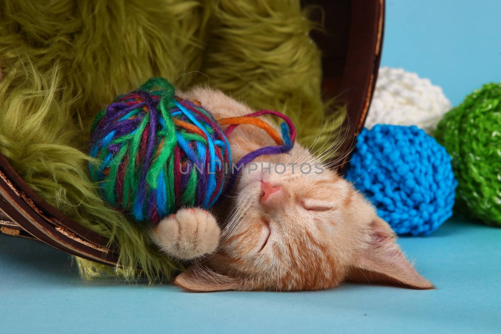 Adorable Little Baby Orange Tabby Kitten in Studio