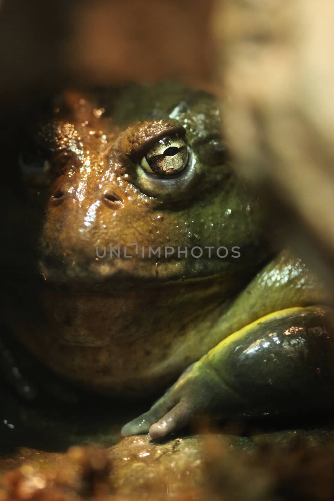 Green and Brown African Bullfrog Hiding Between Rocks by tobkatrina