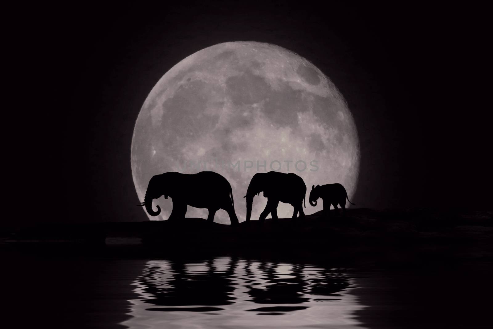 Beautiful Silhouette of African Elephants at Moonrise by tobkatrina