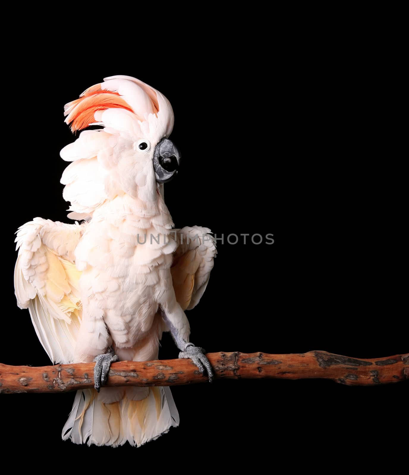 Moluccan Cockatoo on a Perch Showing Agression AKA Salmon Breasted Cockatoo