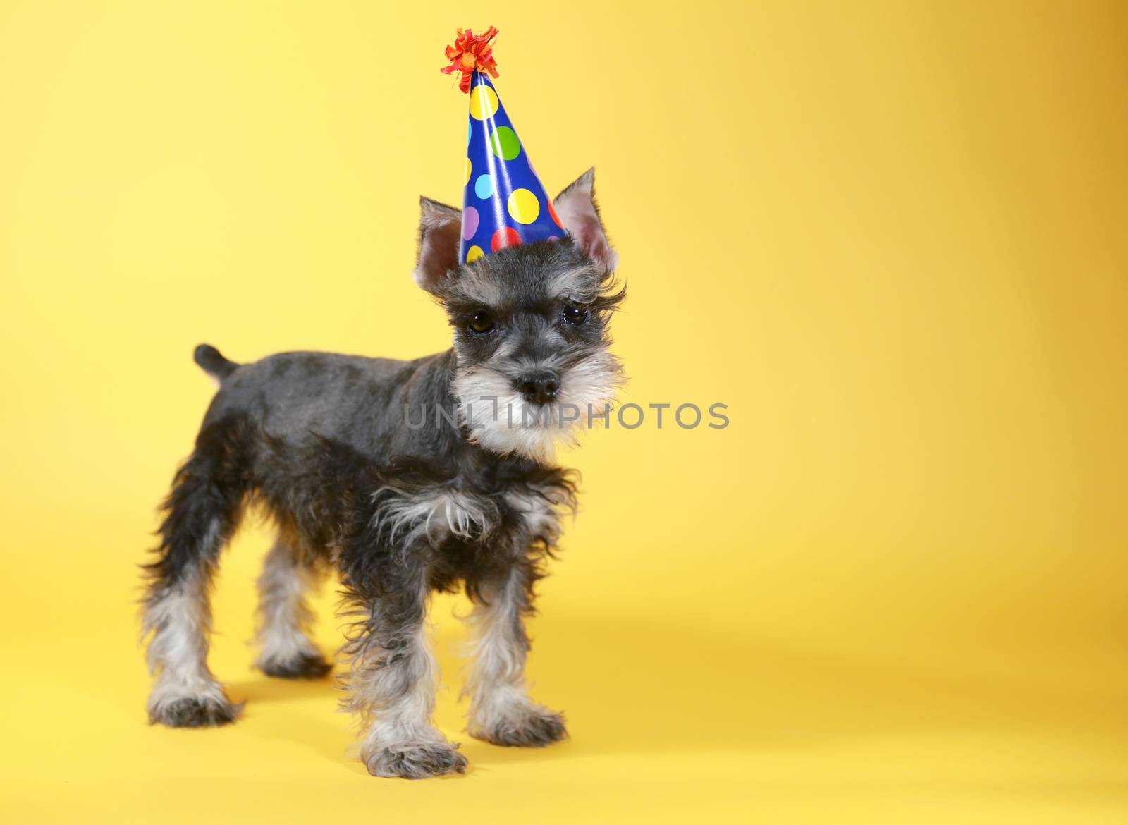 Cute Little Minuature Schnauzer Puppy Dog