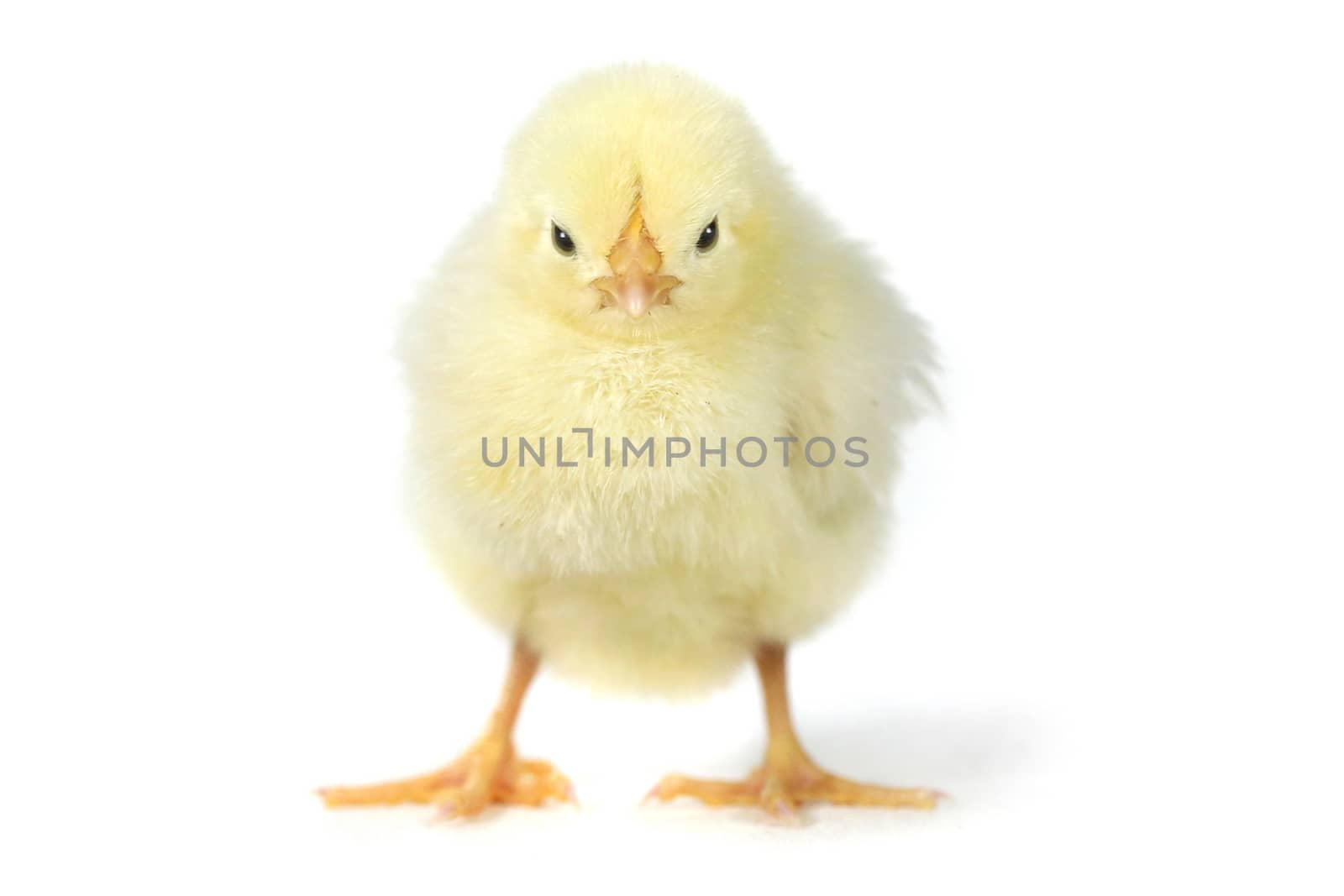 Adorable Baby Chick Chicken on White Background by tobkatrina