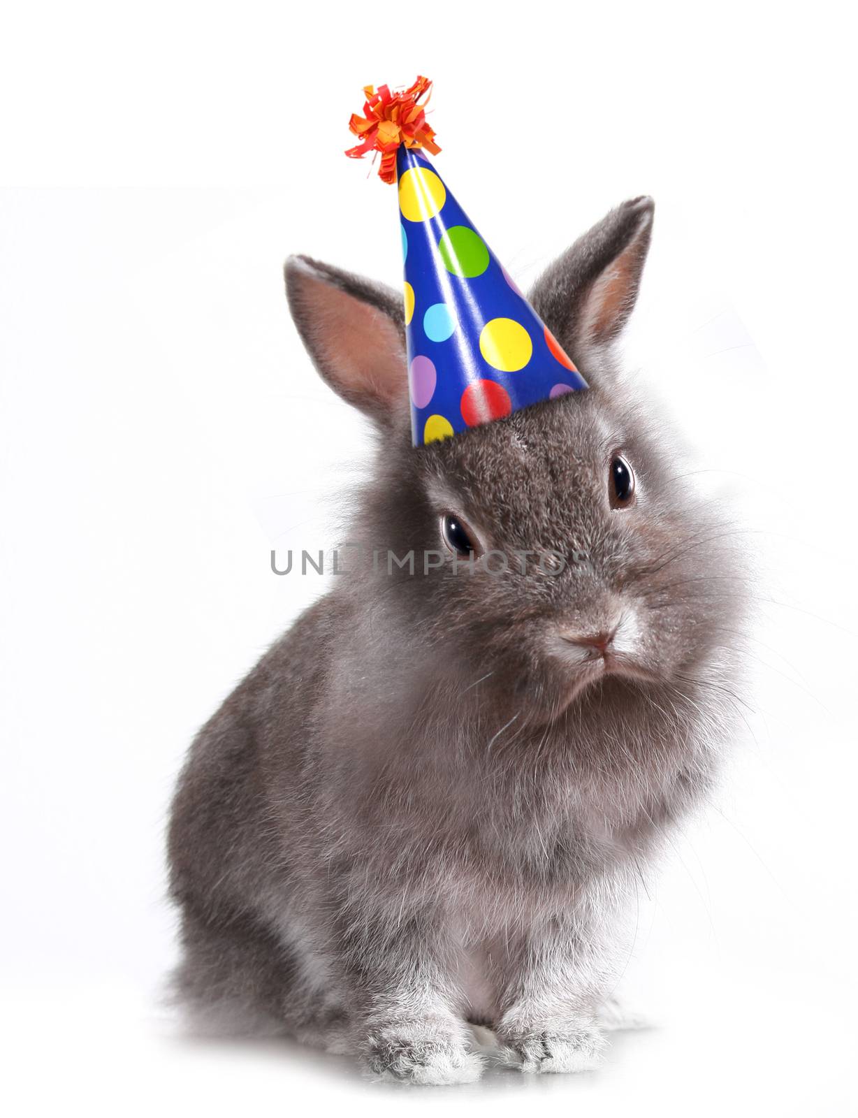 Furry Grey Rabbit With a Birthday Hat On