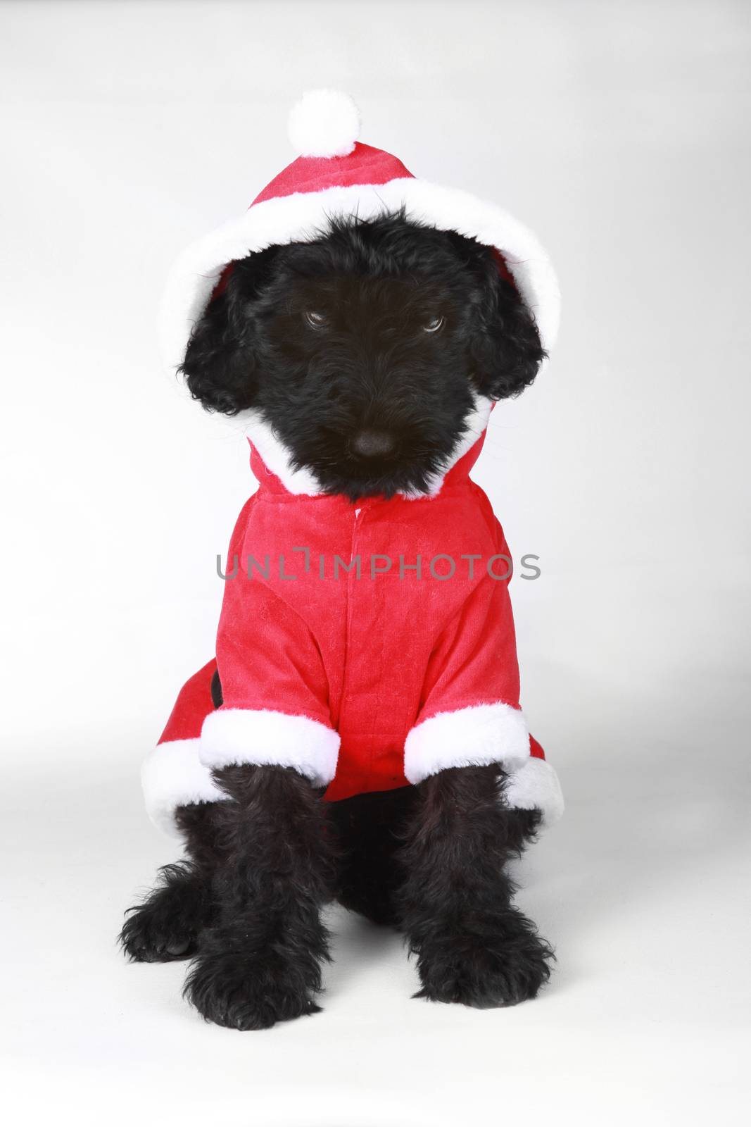 Upset Black Russian Terrier Puppy in Santa Suit  by tobkatrina