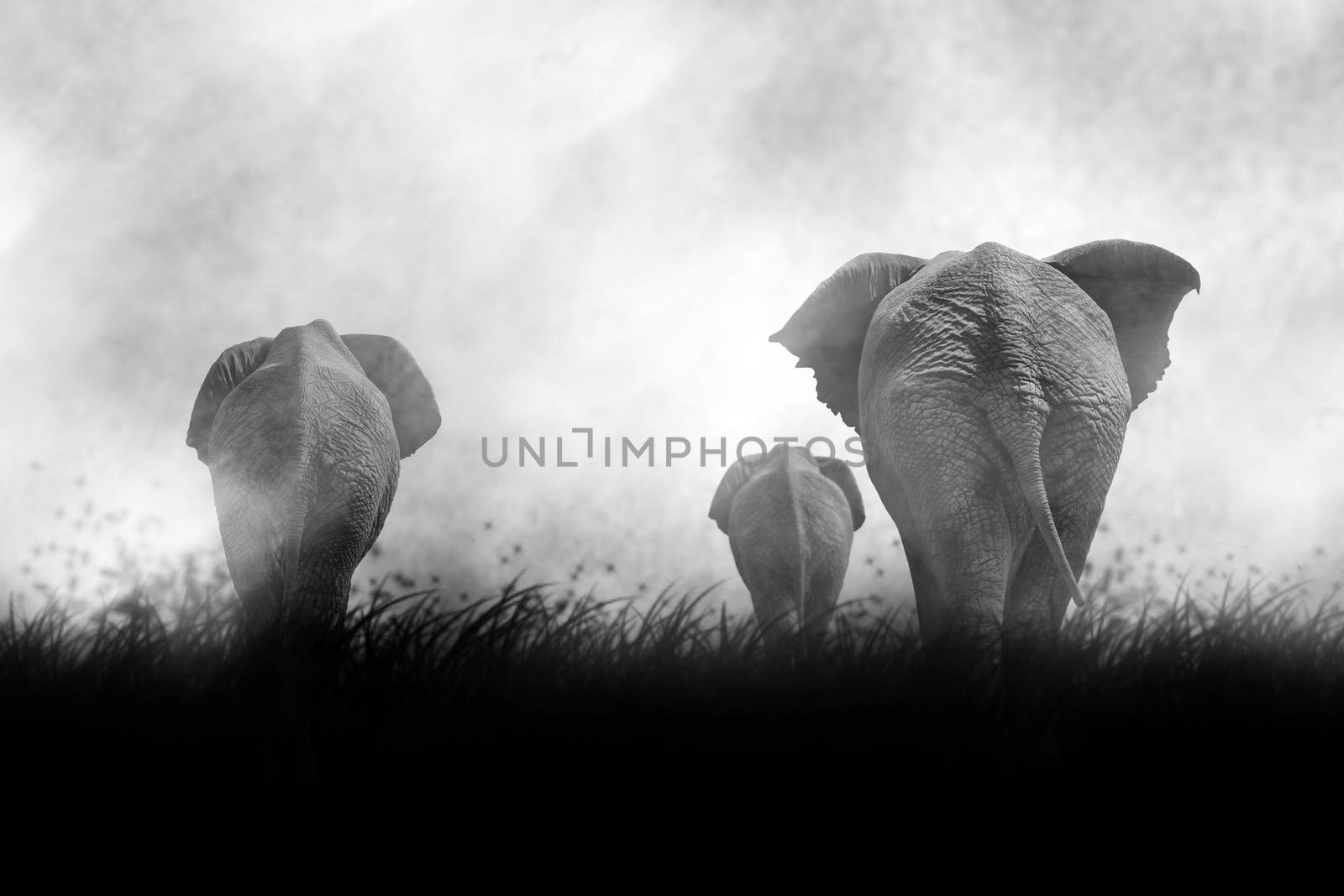 Beautiful Silhouette of African Elephants at Sunset by tobkatrina