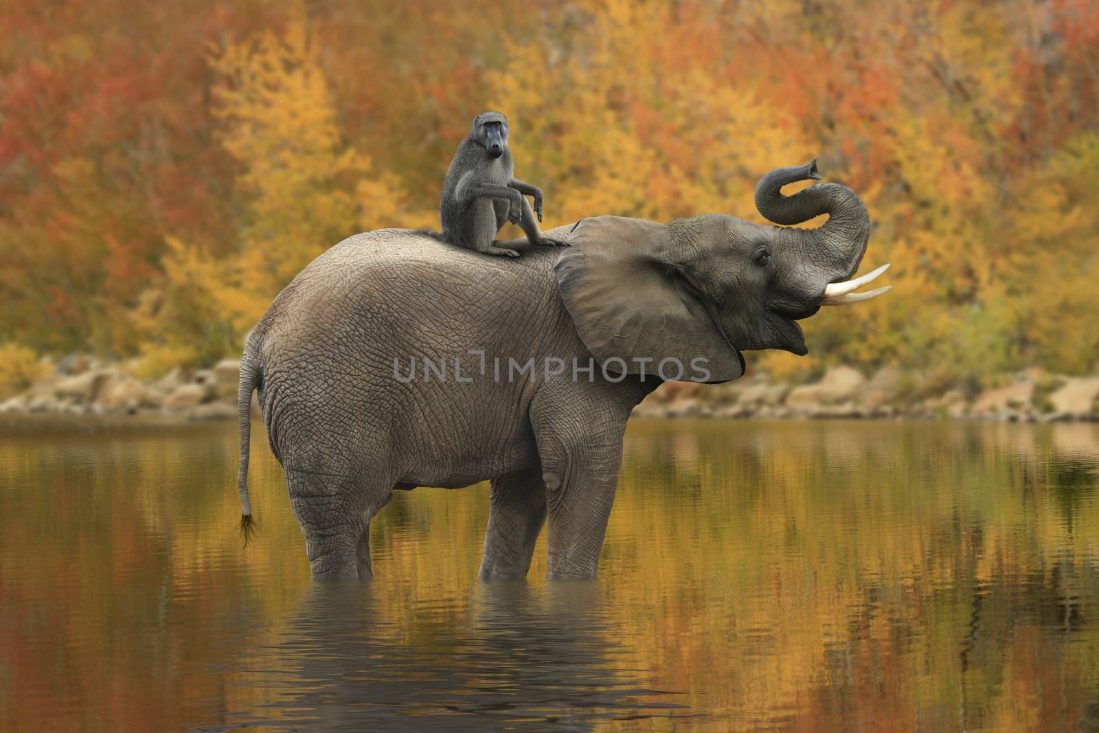 Beautiful Images of of African Elephants in Africa