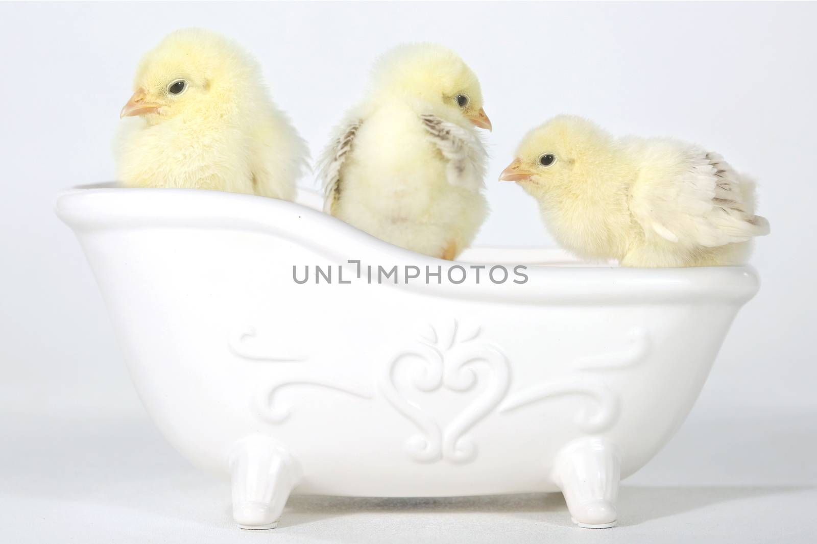 Cute Baby Chicks in a Bathtub