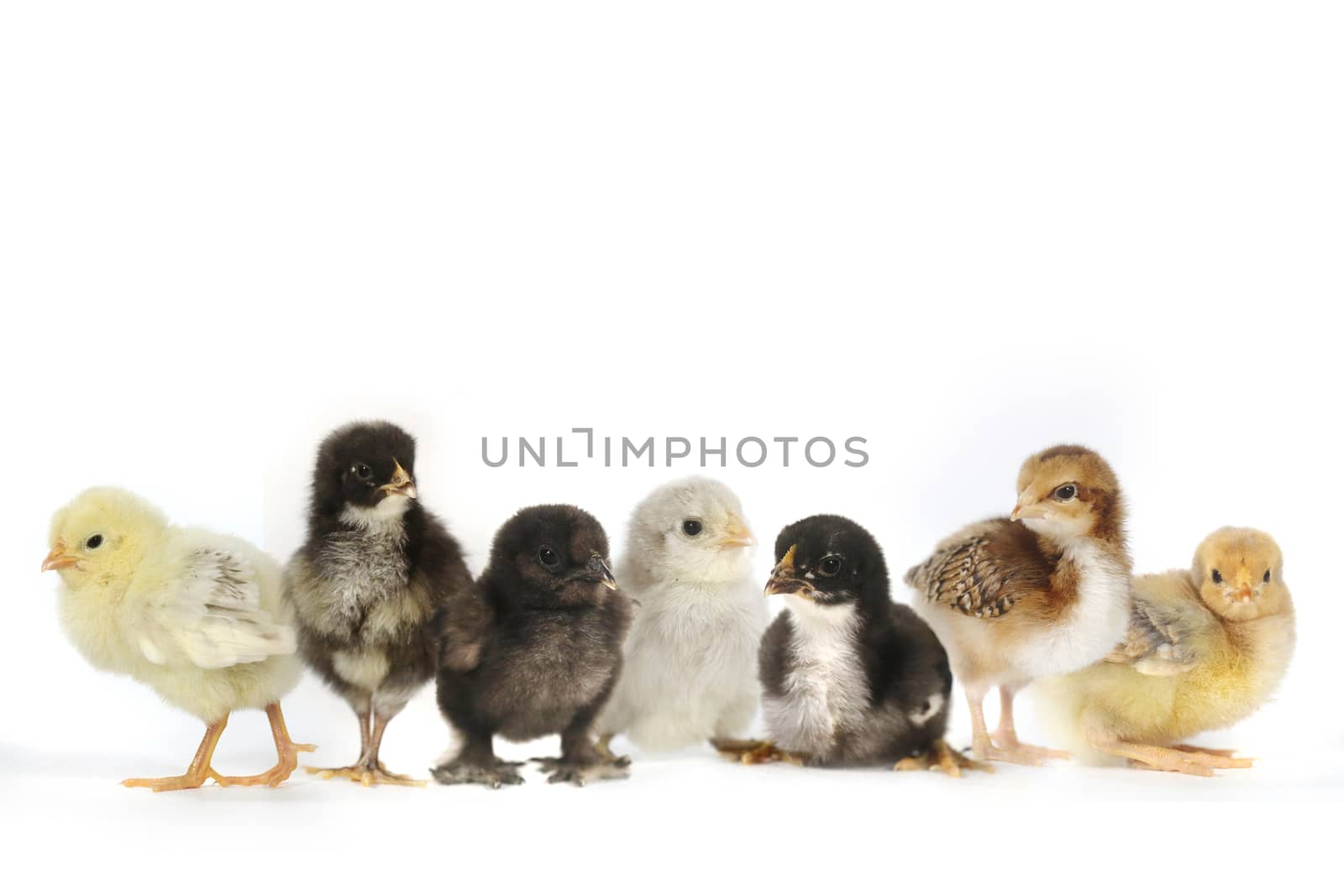 Multiple Baby Chick Chickens Lined Up on White