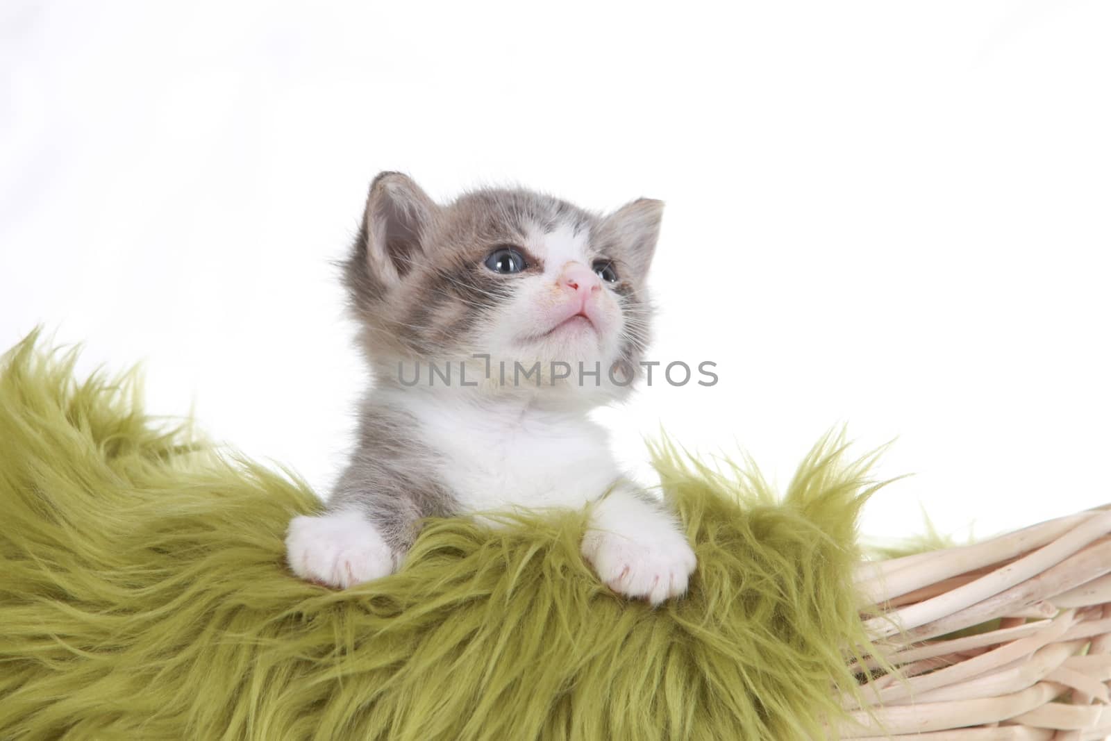 Cute Little Kitten Portrait in Studio on White Background