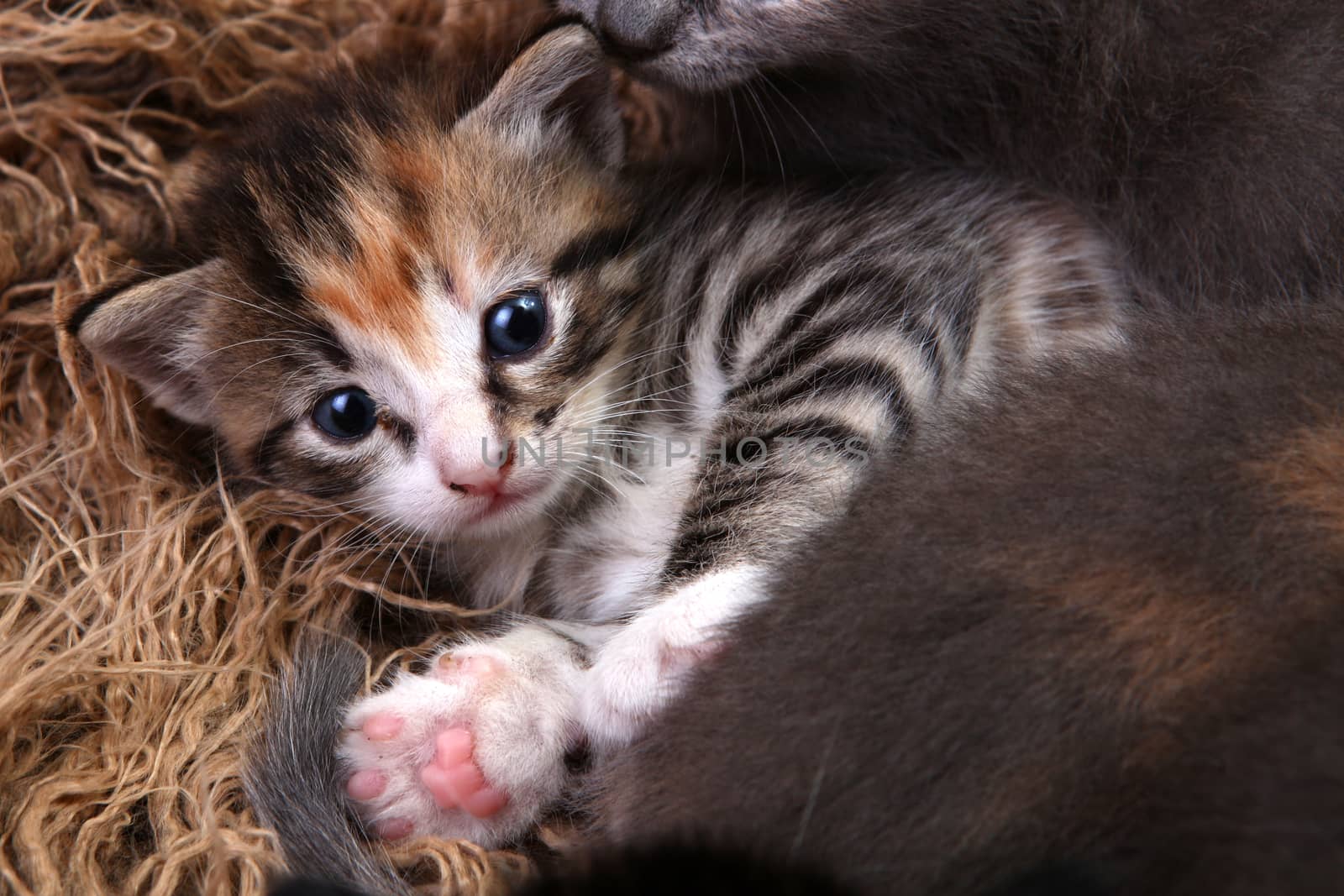 Cute Baby Kitten Lying in a Basket With Siblings