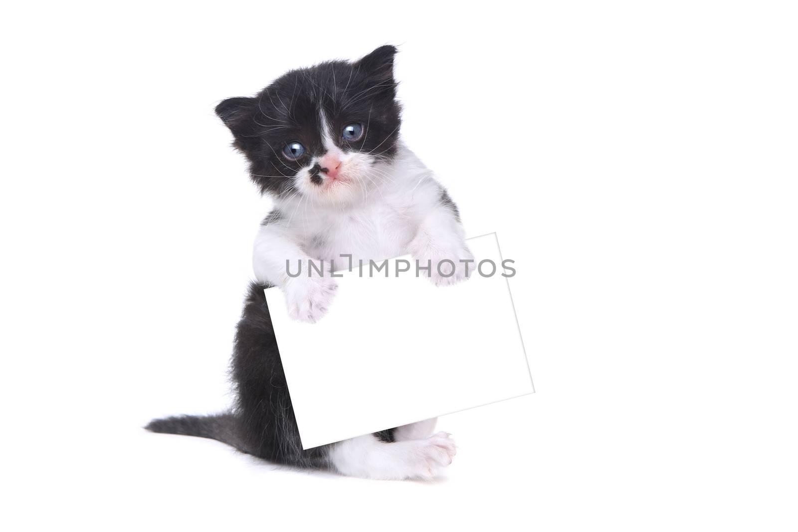 Cute Baby Tuxedo Style Kitten On White Background by tobkatrina