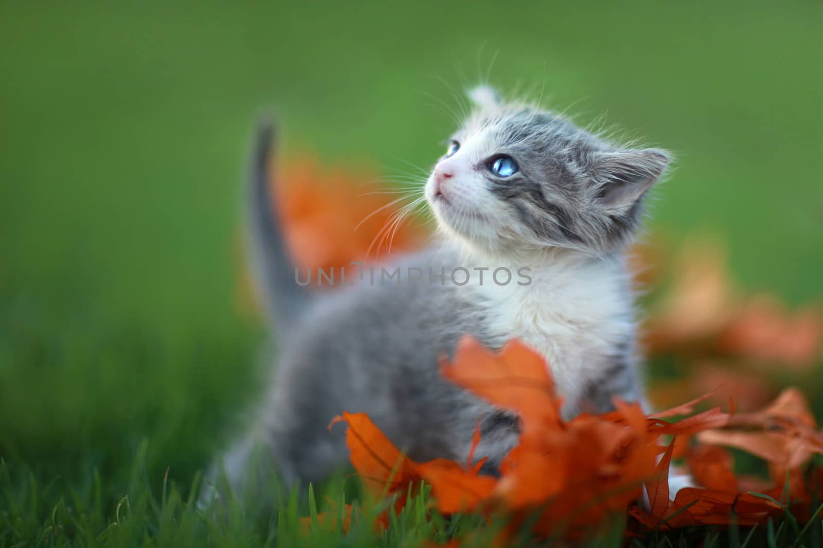 Cute Baby Kittens Playing Outdoors in the Grass