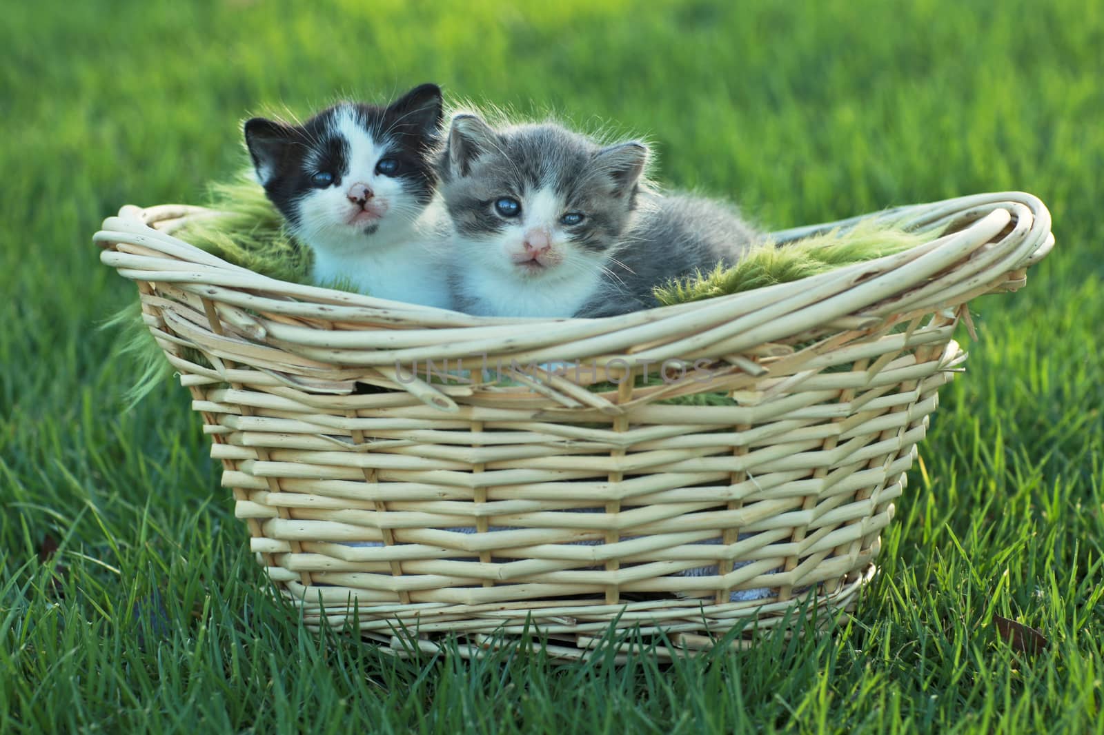 Kittens Outdoors in Natural Light by tobkatrina