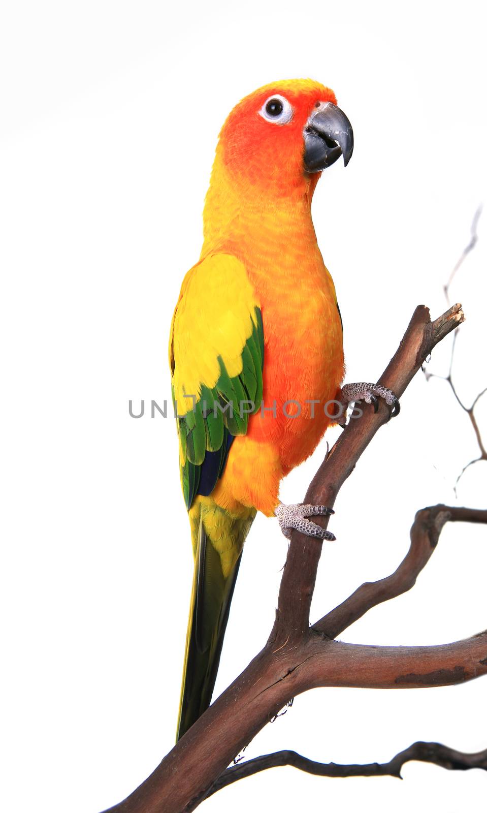 Bold Beautiful Sun Conure Bird Parrot on a Tree Branch