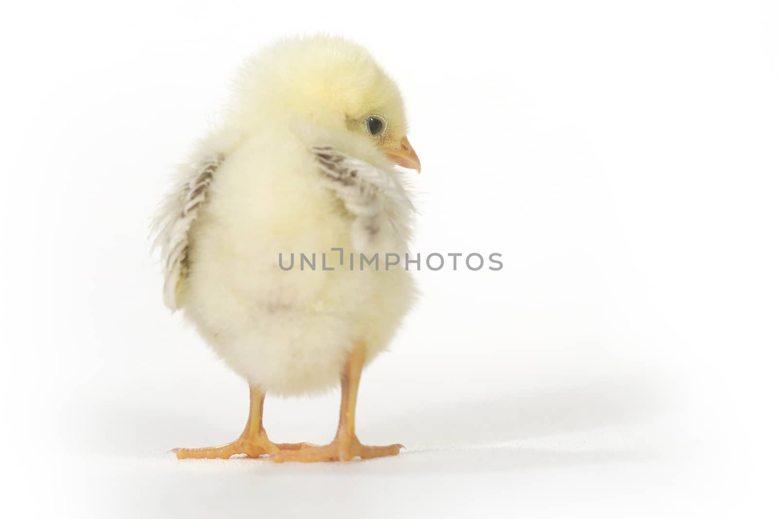 Cute Baby Chick Chicken on White Background