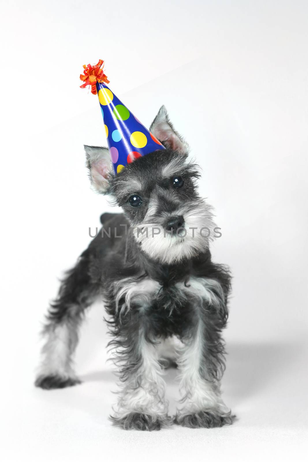 Birthday Hat Wearing Miniature Schnauzer Puppy Dog on White by tobkatrina