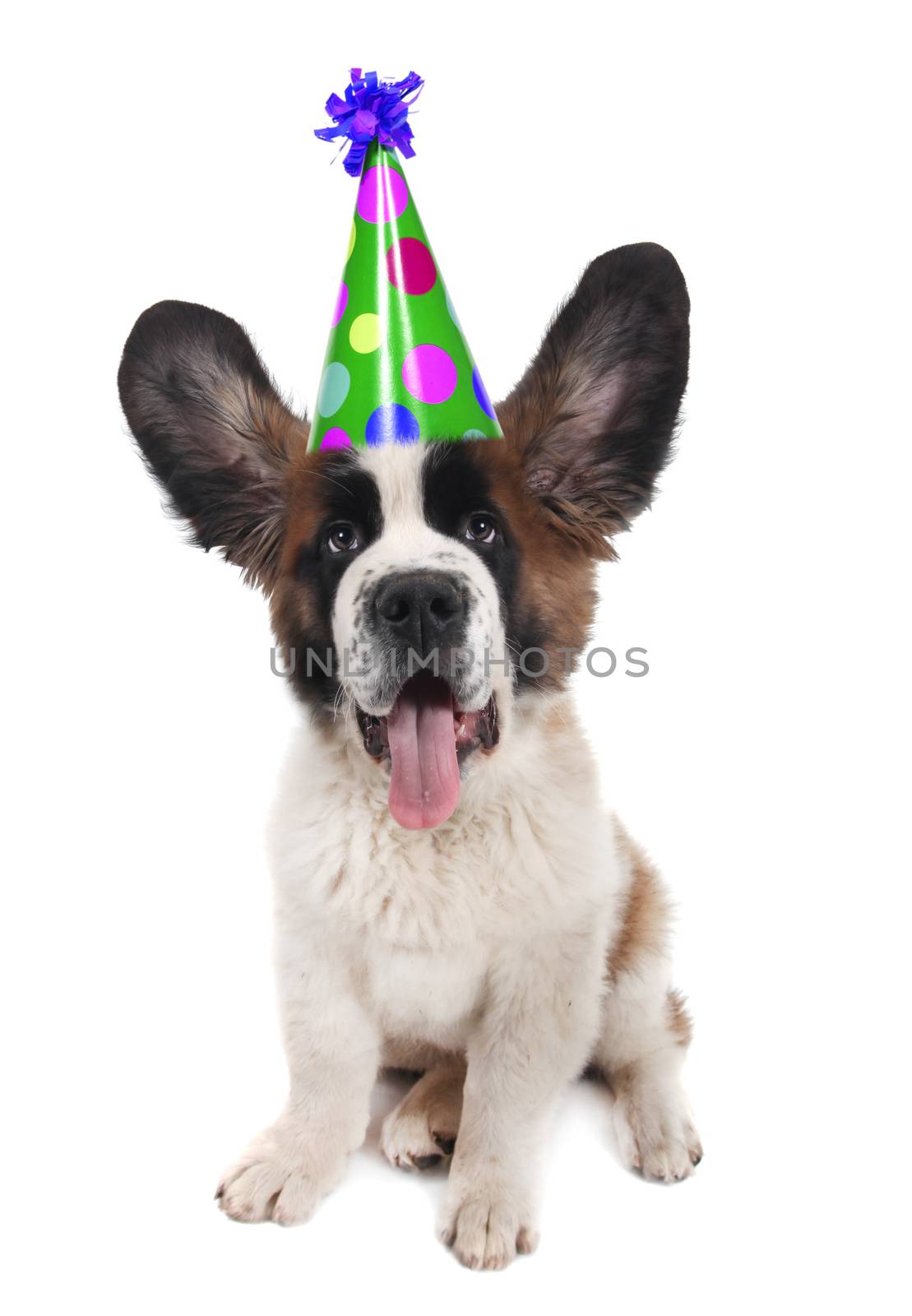 Funny Saint Bernard With a Birthday Hat on With Ears Up