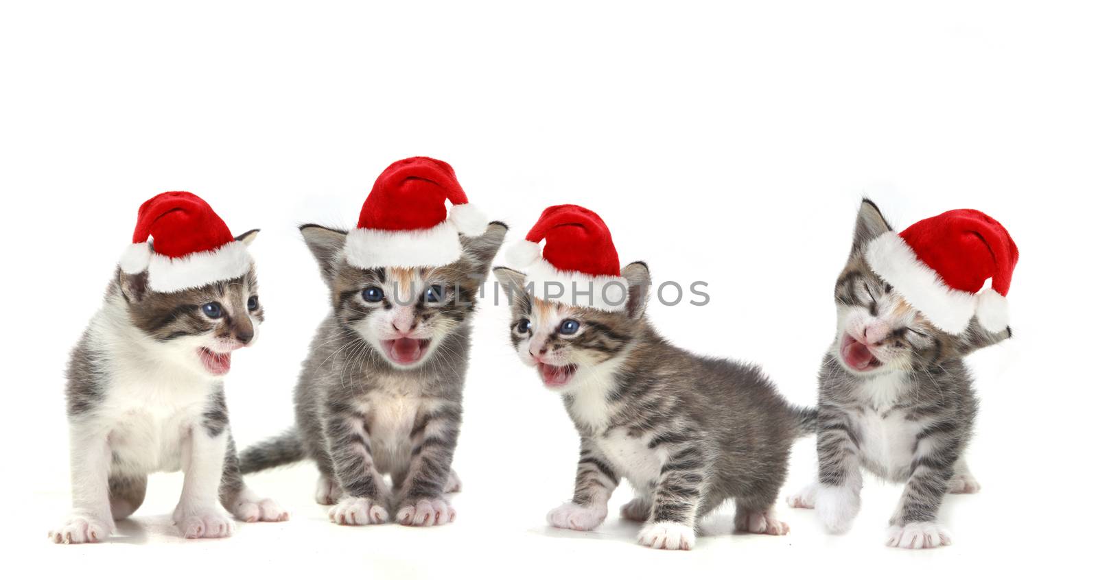  Singing Christmas Kittens Wearing Red Hat on White