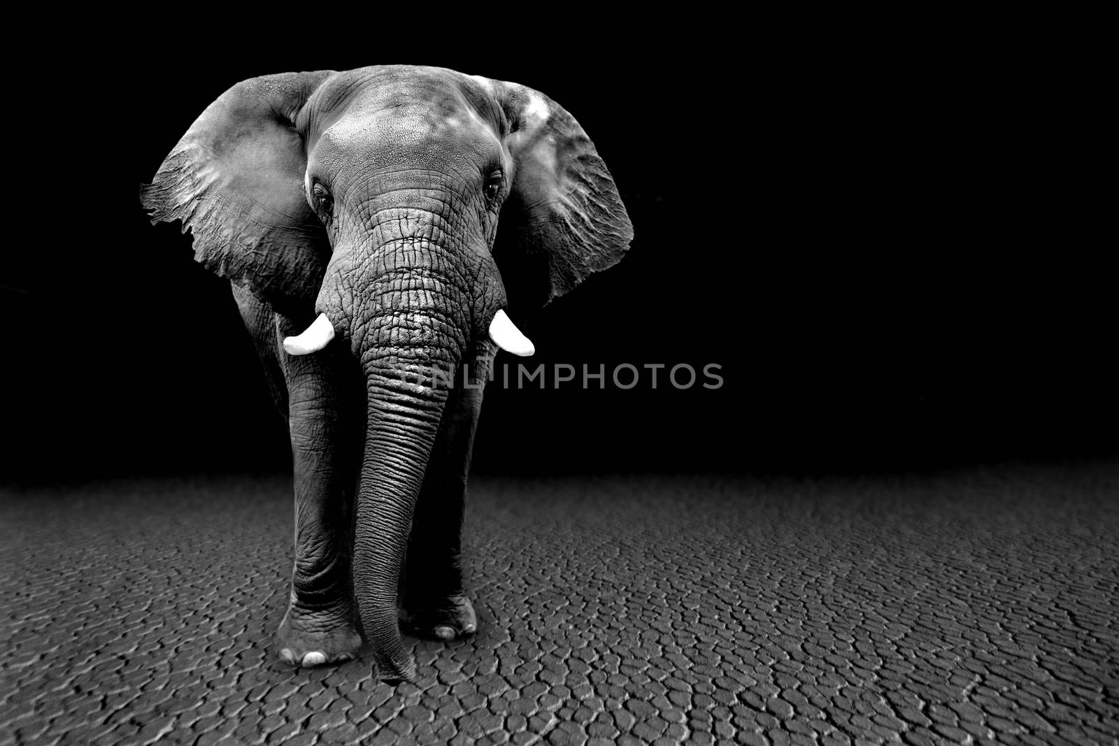 Beautiful Images of of African Elephants in Africa