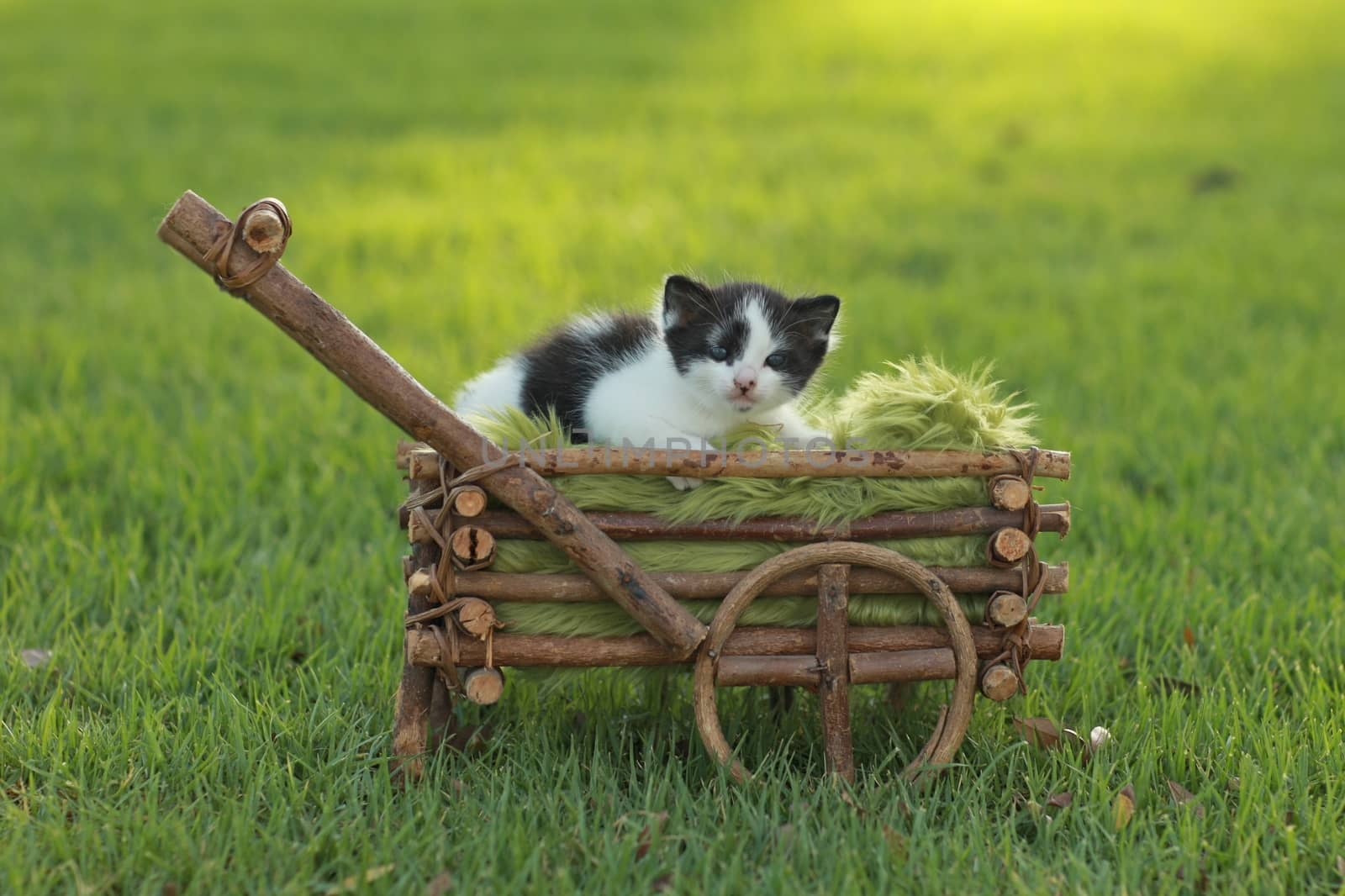 Adorable Baby Kitten Outdoors in Grass