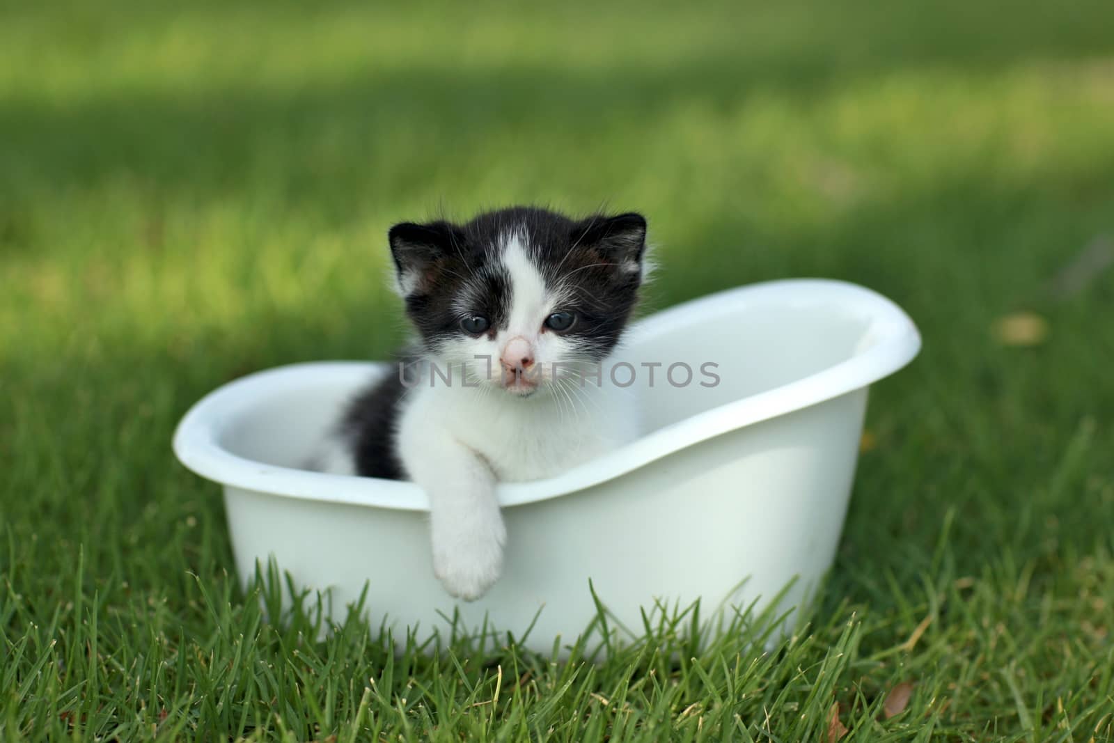 Baby Kitten Outdoors in Grass by tobkatrina