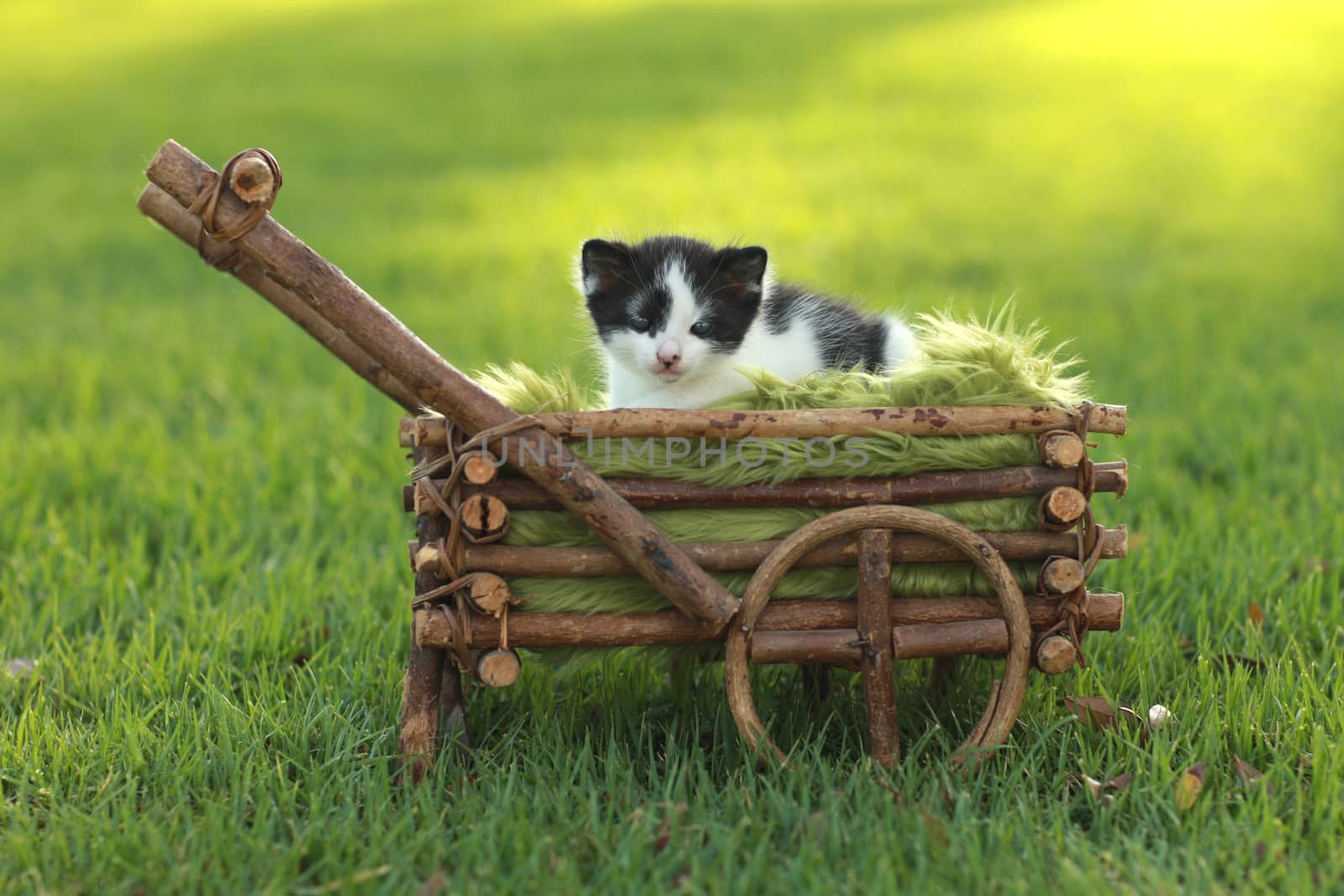 Baby Kitten Outdoors in Grass by tobkatrina