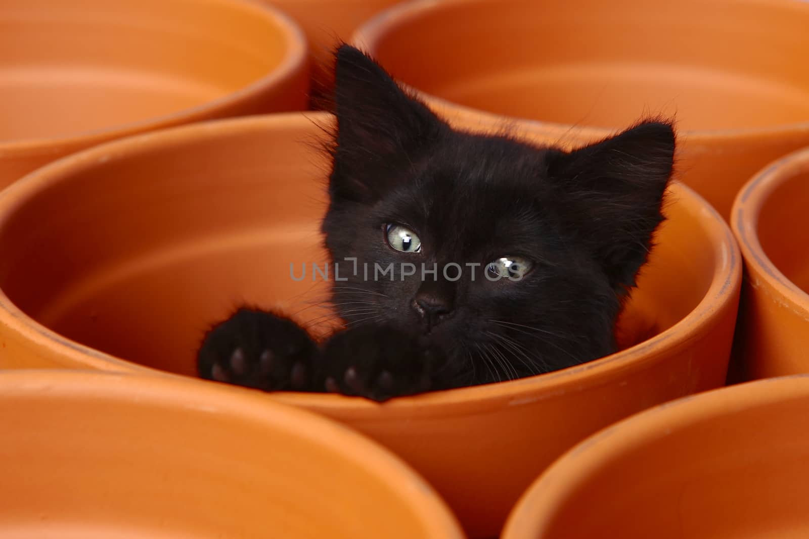 Sleepy Cute Kitten Inside a Clay Pot by tobkatrina