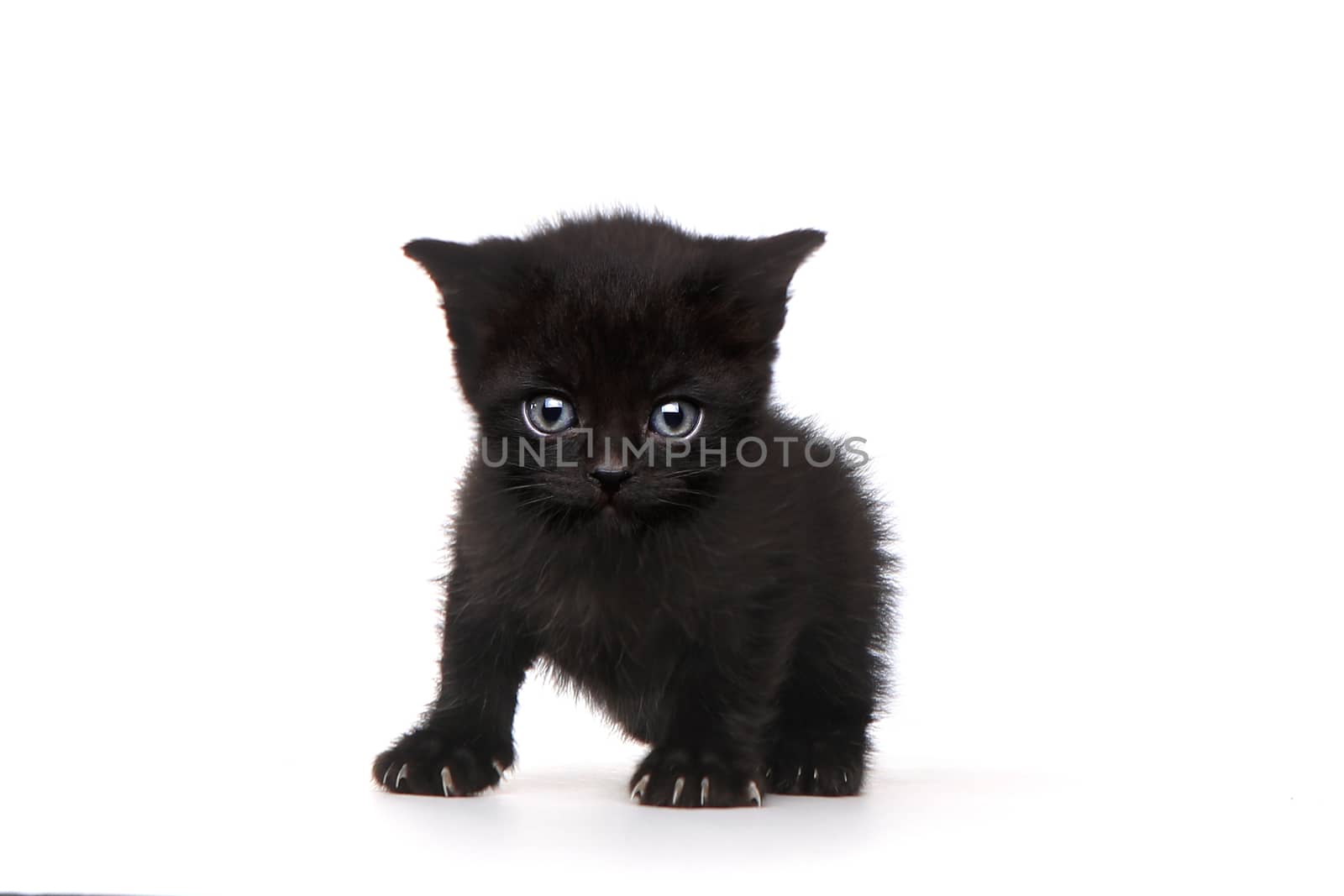 One Black Kitten on White Background With Big Eyes