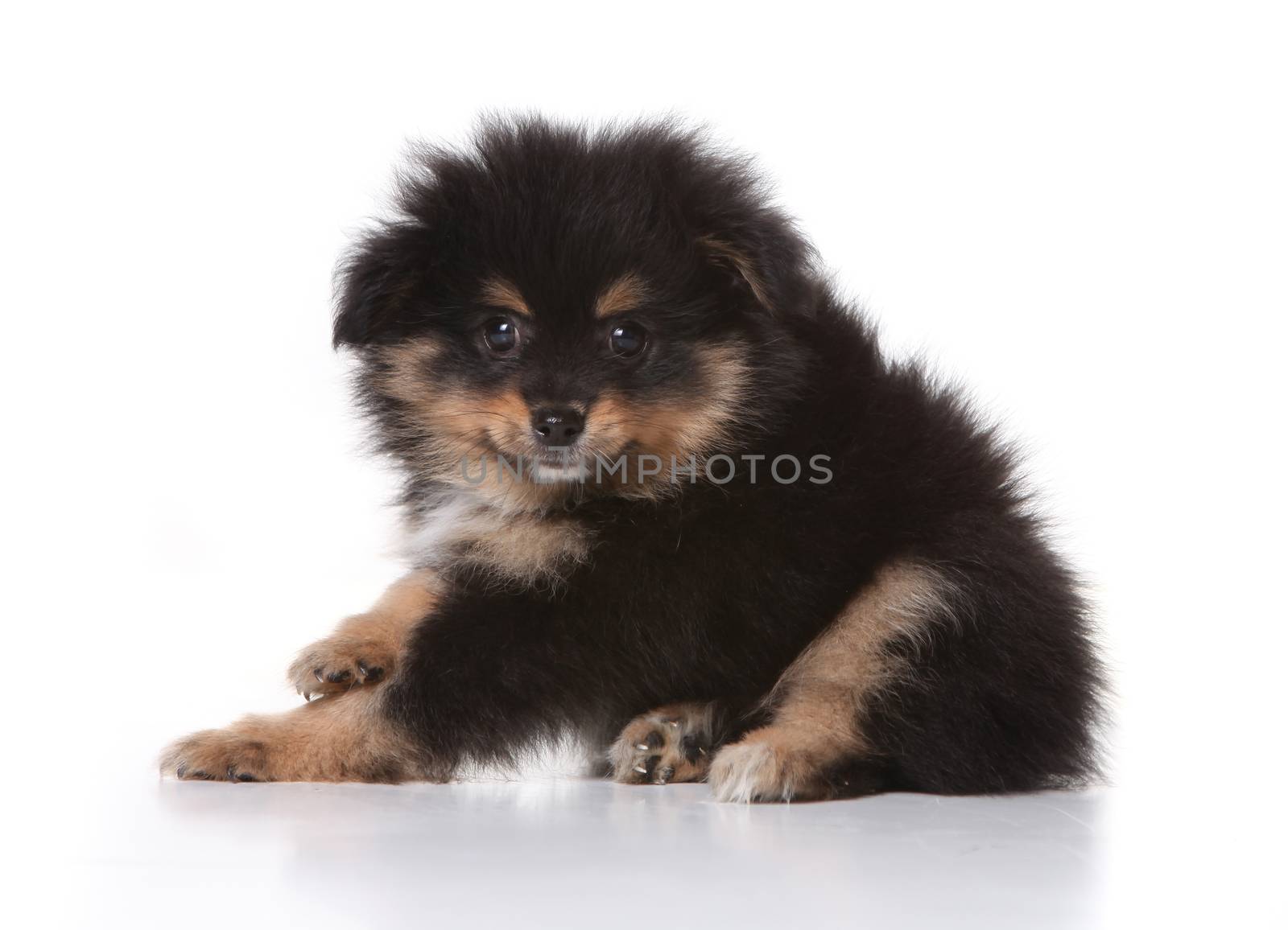 Black Pomeranian Puppy Looking at the Viewer On White Background