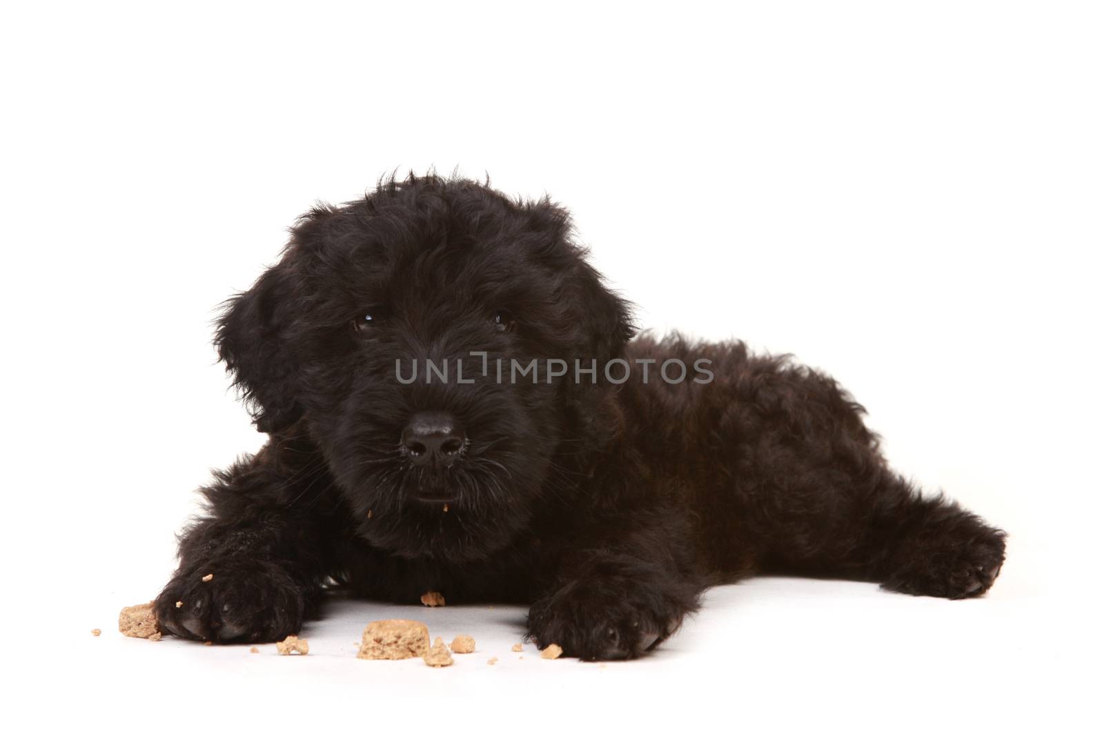 Little Black Russian Terrier Puppy on White Background by tobkatrina