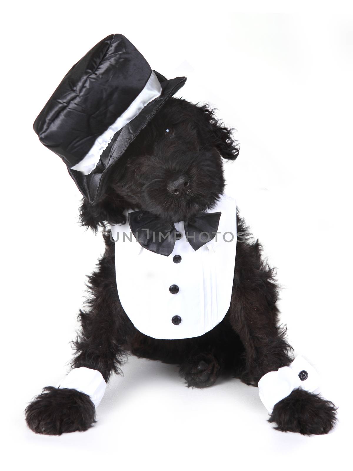 Cute Black Russian Terrier Puppy Dog on White Background by tobkatrina