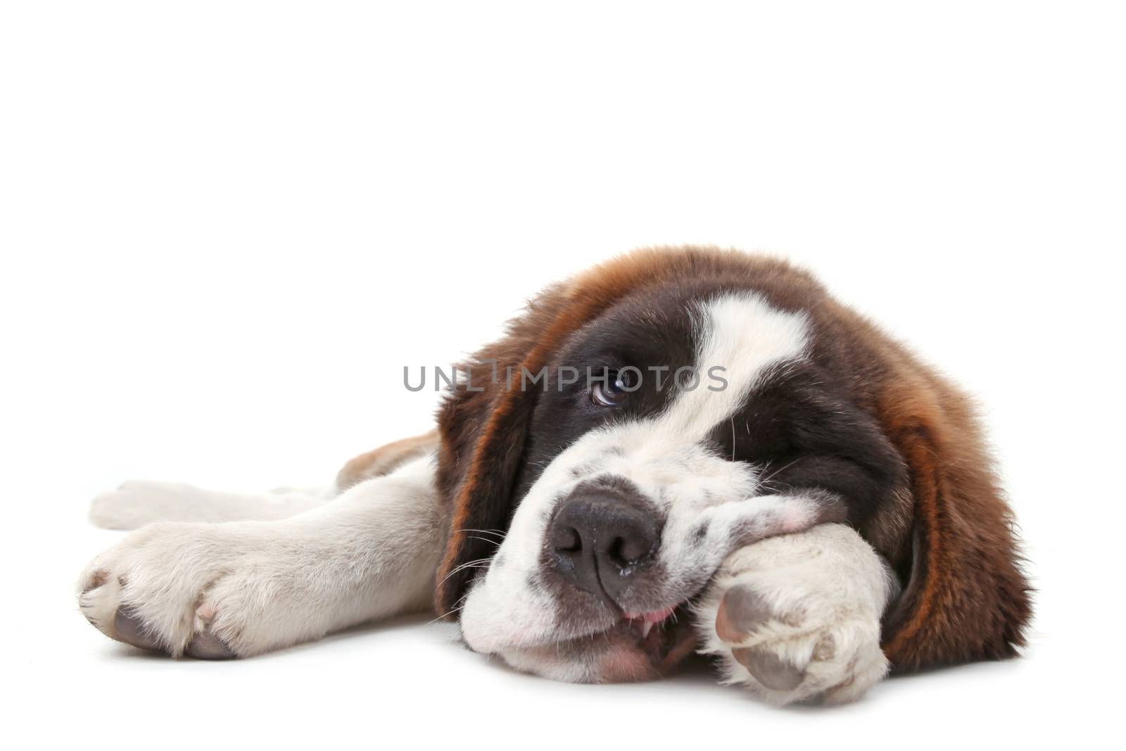 Young Saint Bernard Puppy on White Background by tobkatrina