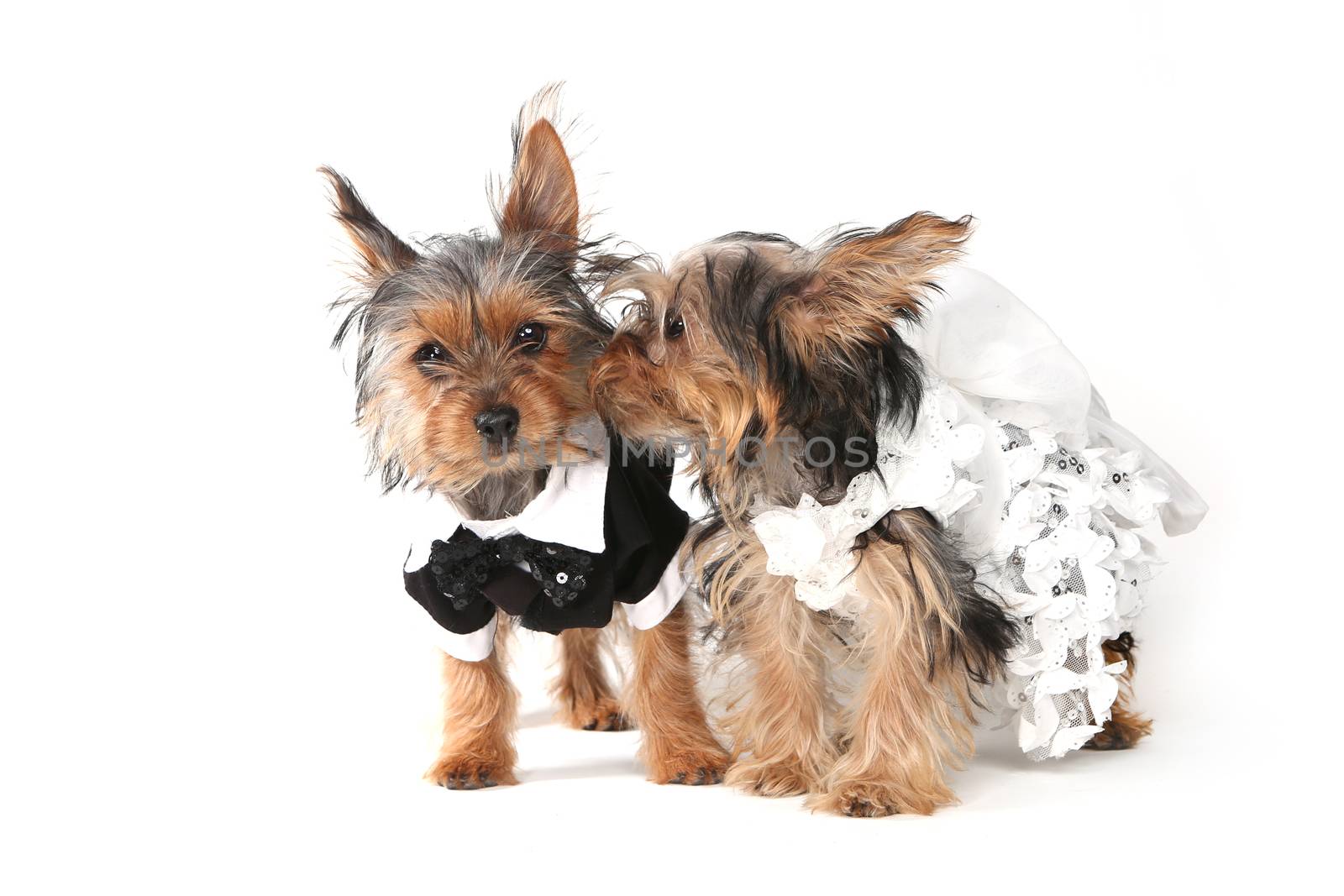 Bride and Groom Yorkshire Terrier Puppies on White by tobkatrina