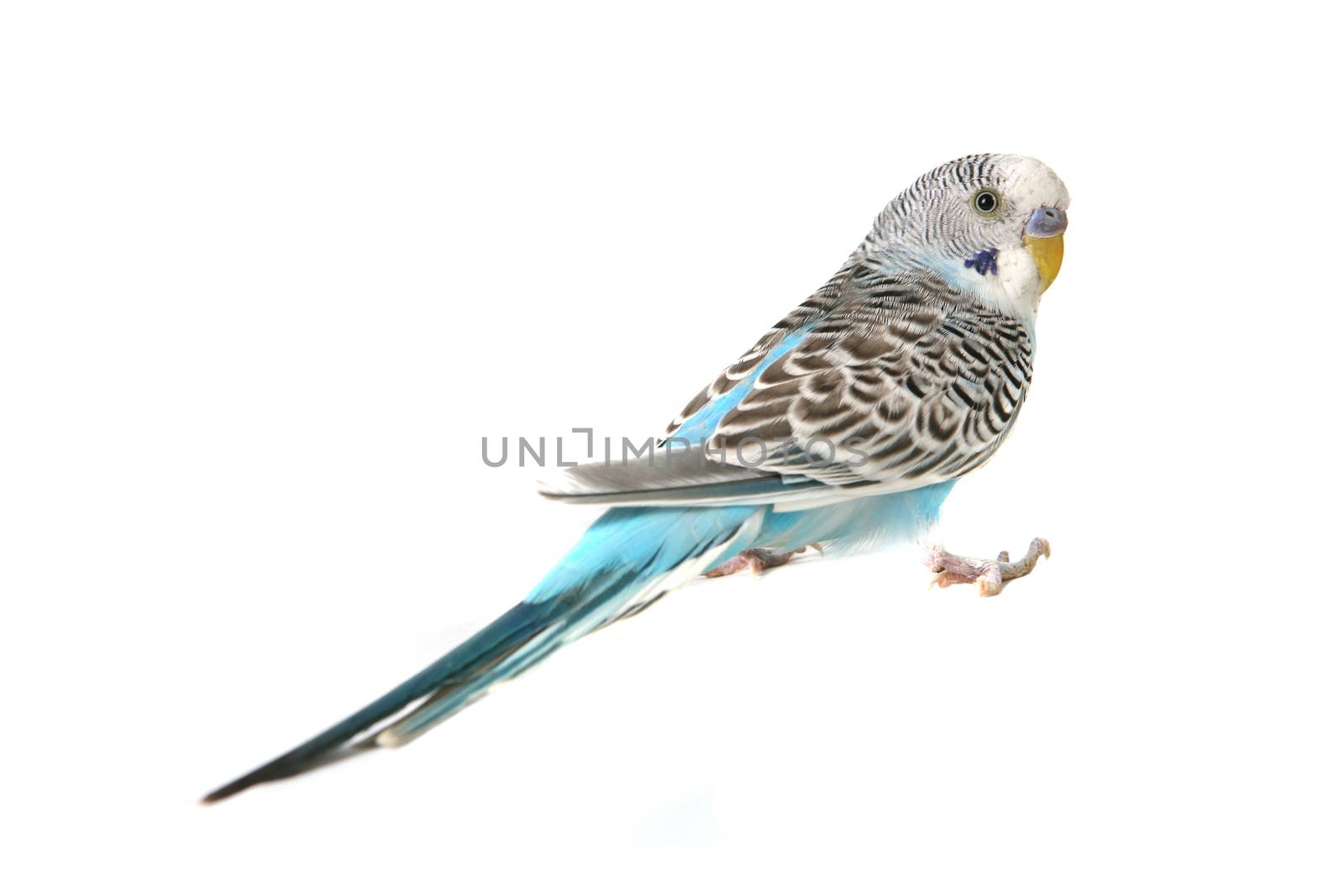 Blue Budgie Parakeet Bird by tobkatrina