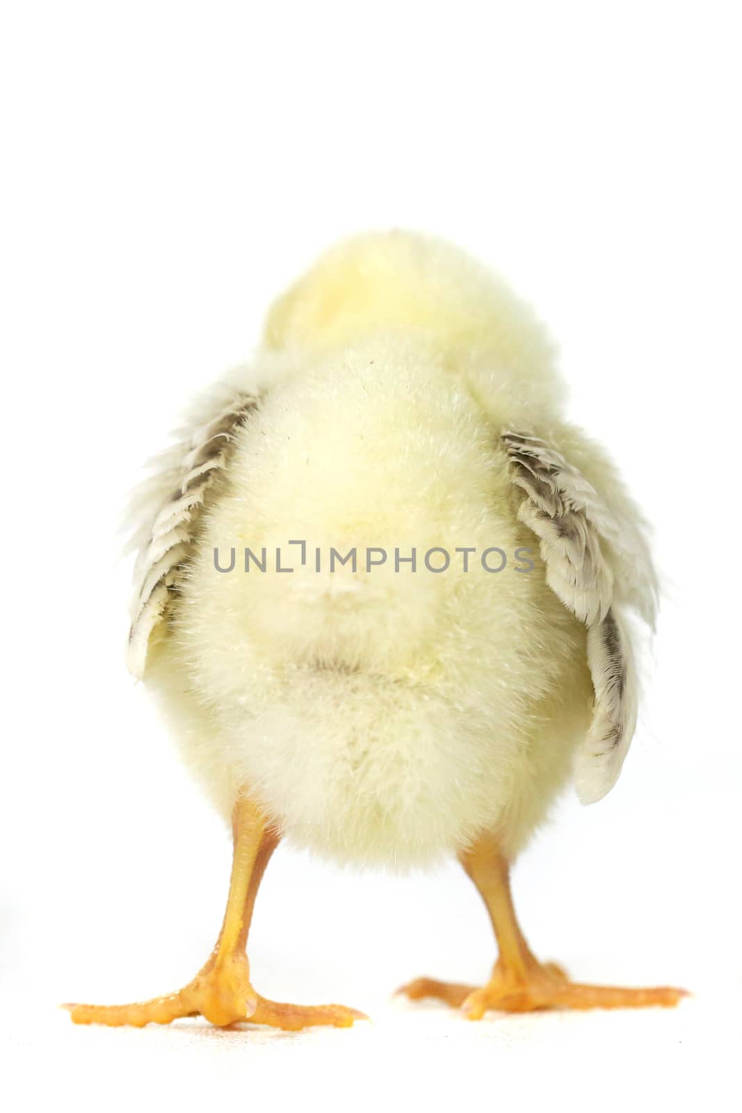 Adorable Baby Chick Chicken on White Background by tobkatrina