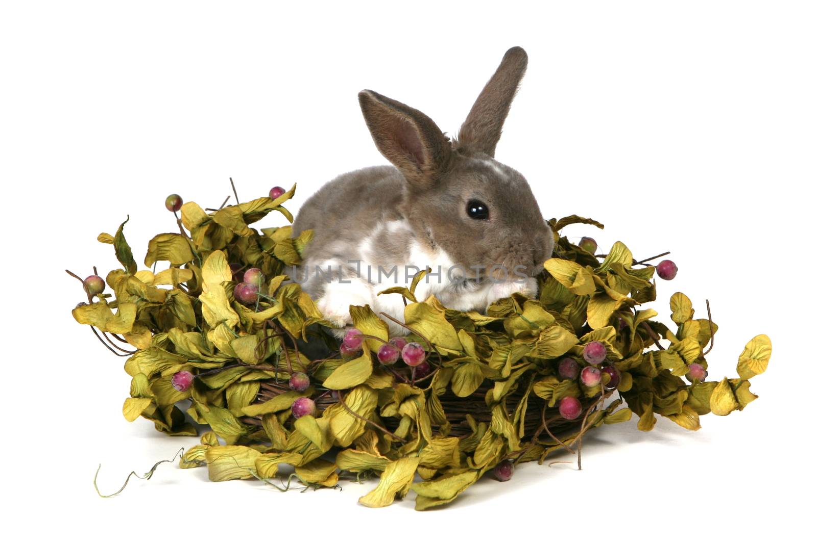 Grey Easter Rabbit Bunny in Foilage Isolated on White