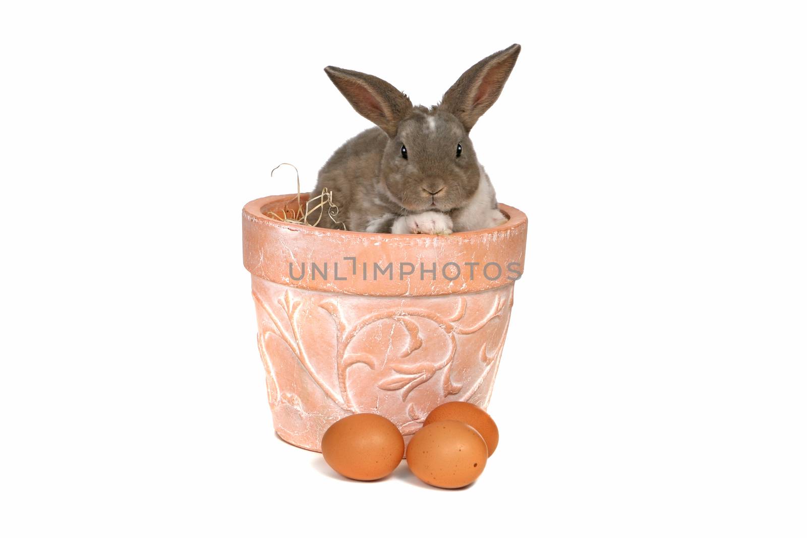 Happy Grey Easter Rabbit Bunny Isolated on White