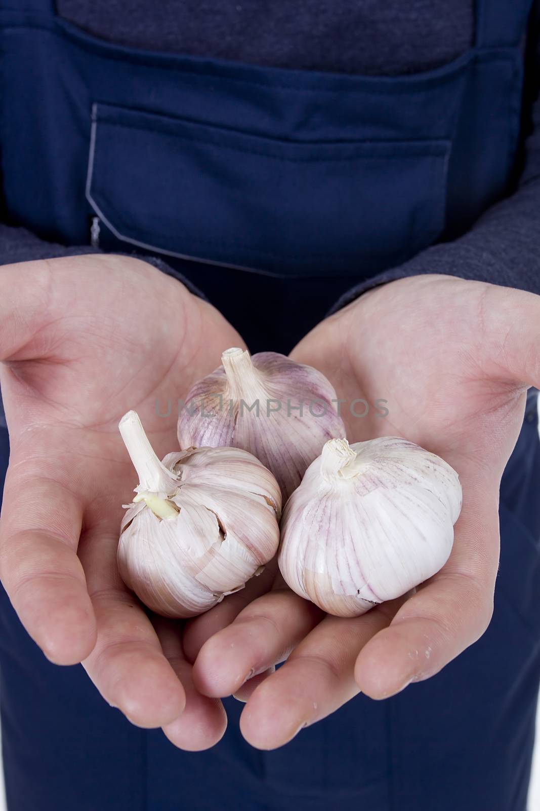 Garlic in hands by VIPDesignUSA