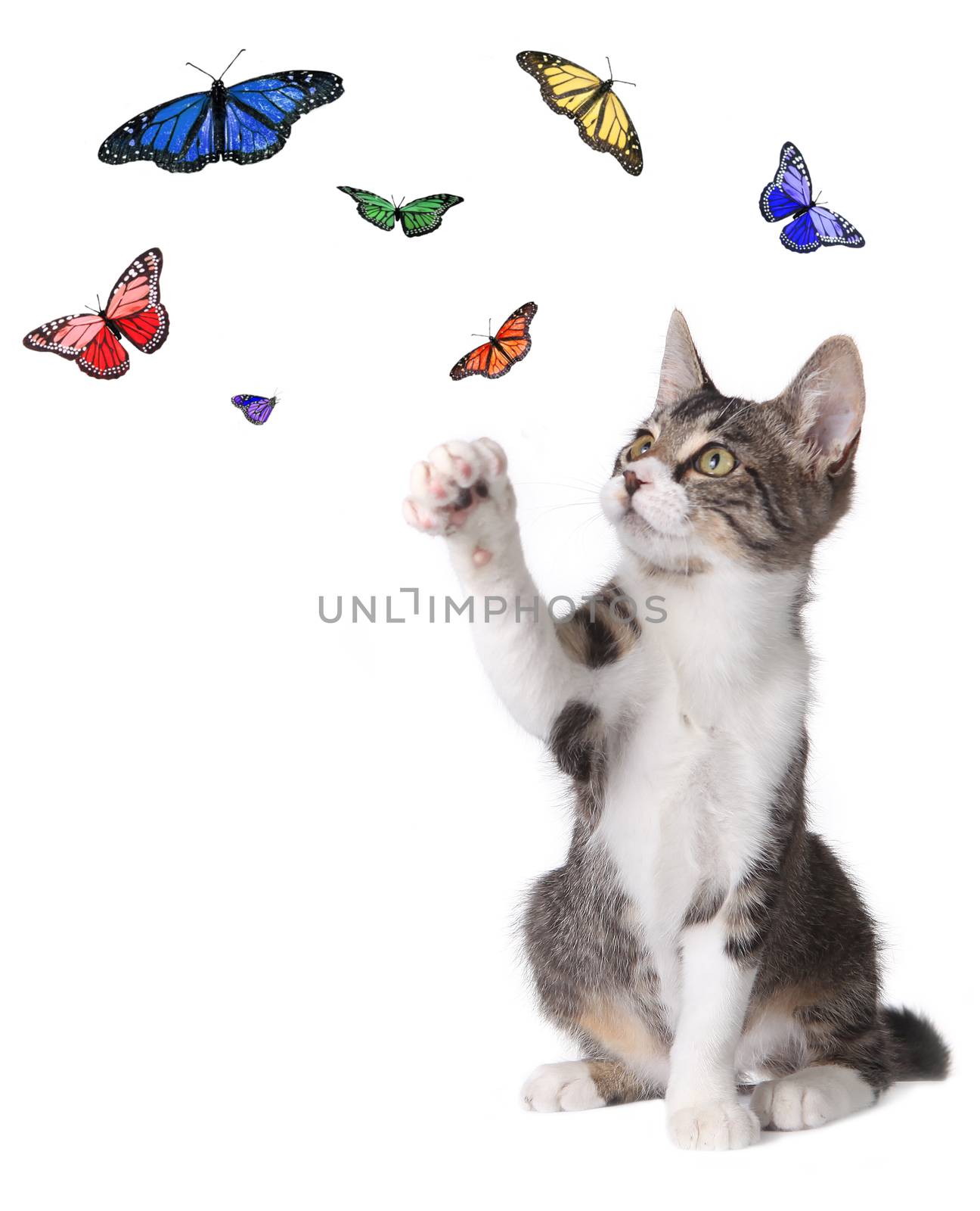 Playful Kitten Batting at Butterflies Flying Around