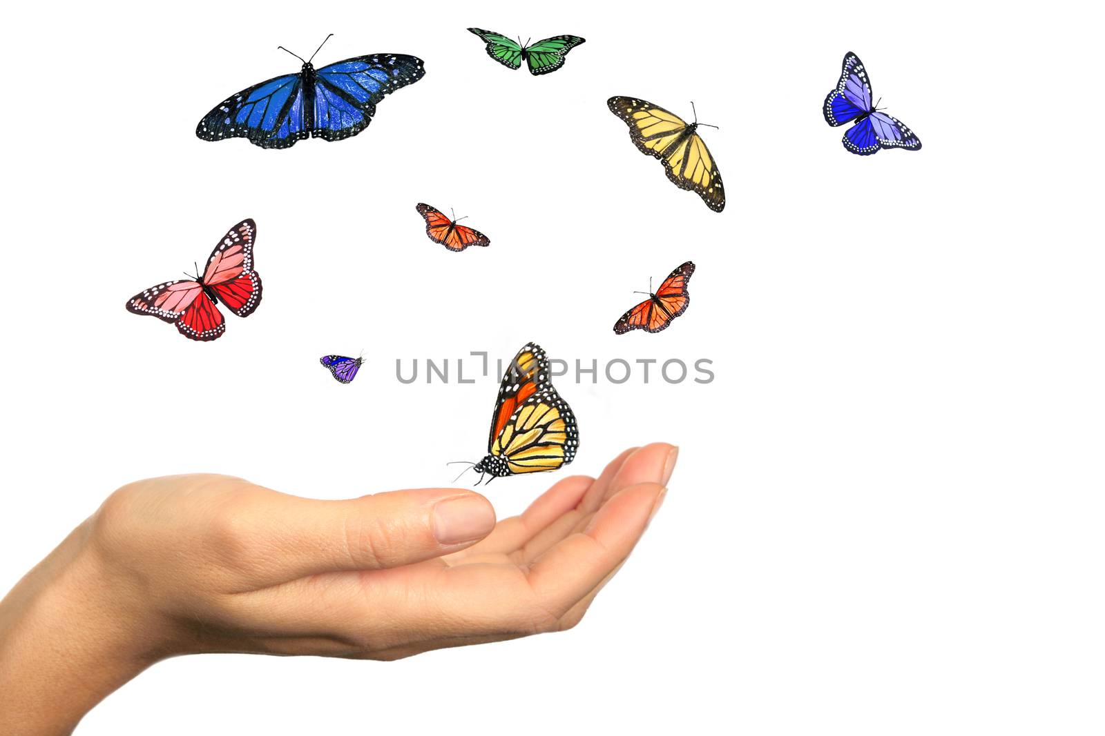 Womans Hand Releasing Beautiful Butterflies by tobkatrina