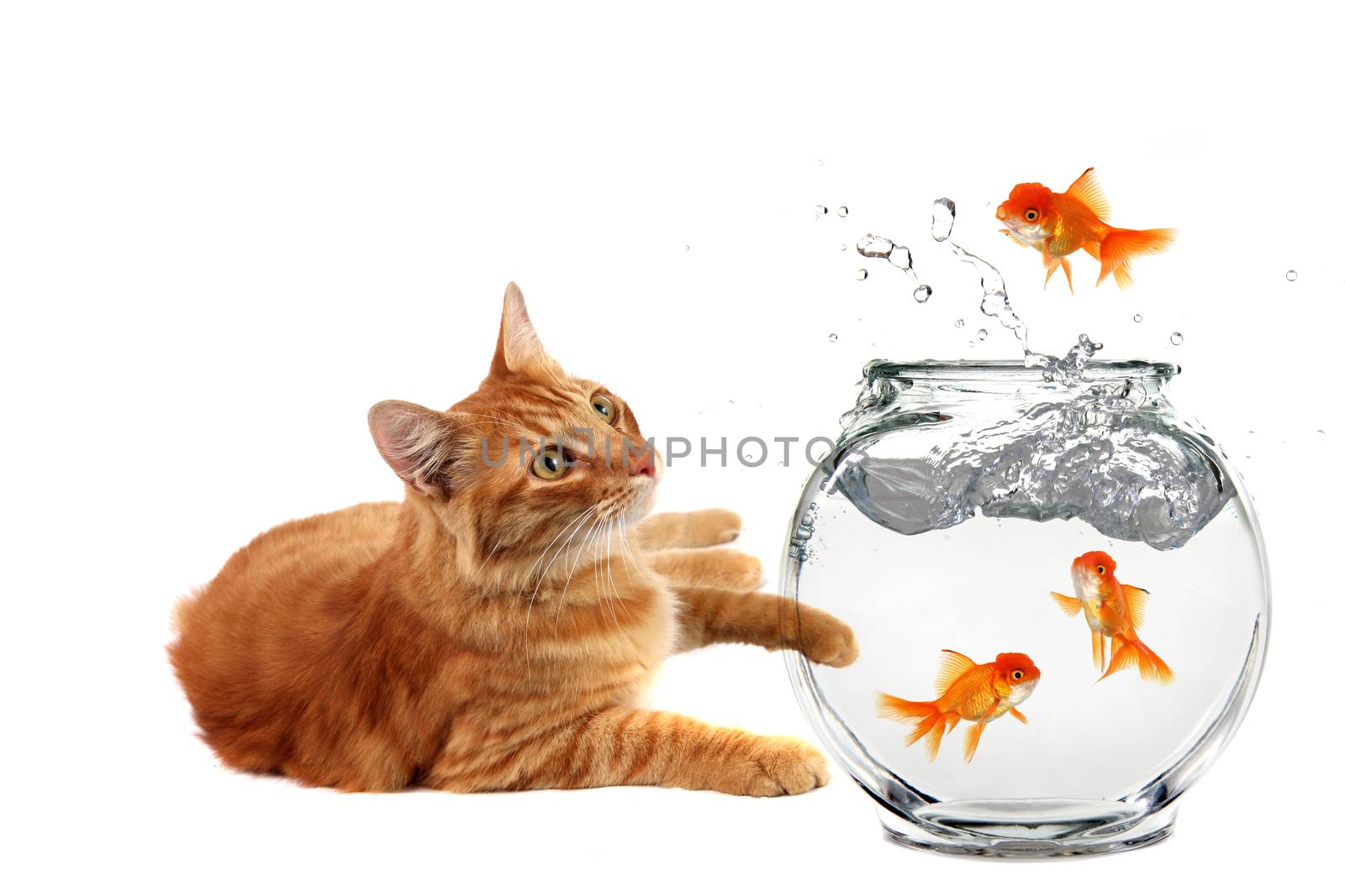 Cat Relaxing and Watching a Gold Fish Escape His Bowl by tobkatrina