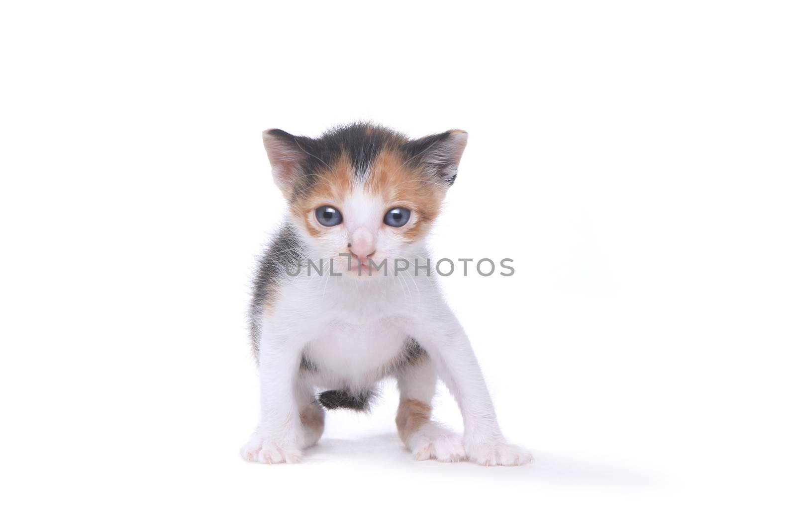 Cute Three Week Old Calico Kitten on White Background by tobkatrina