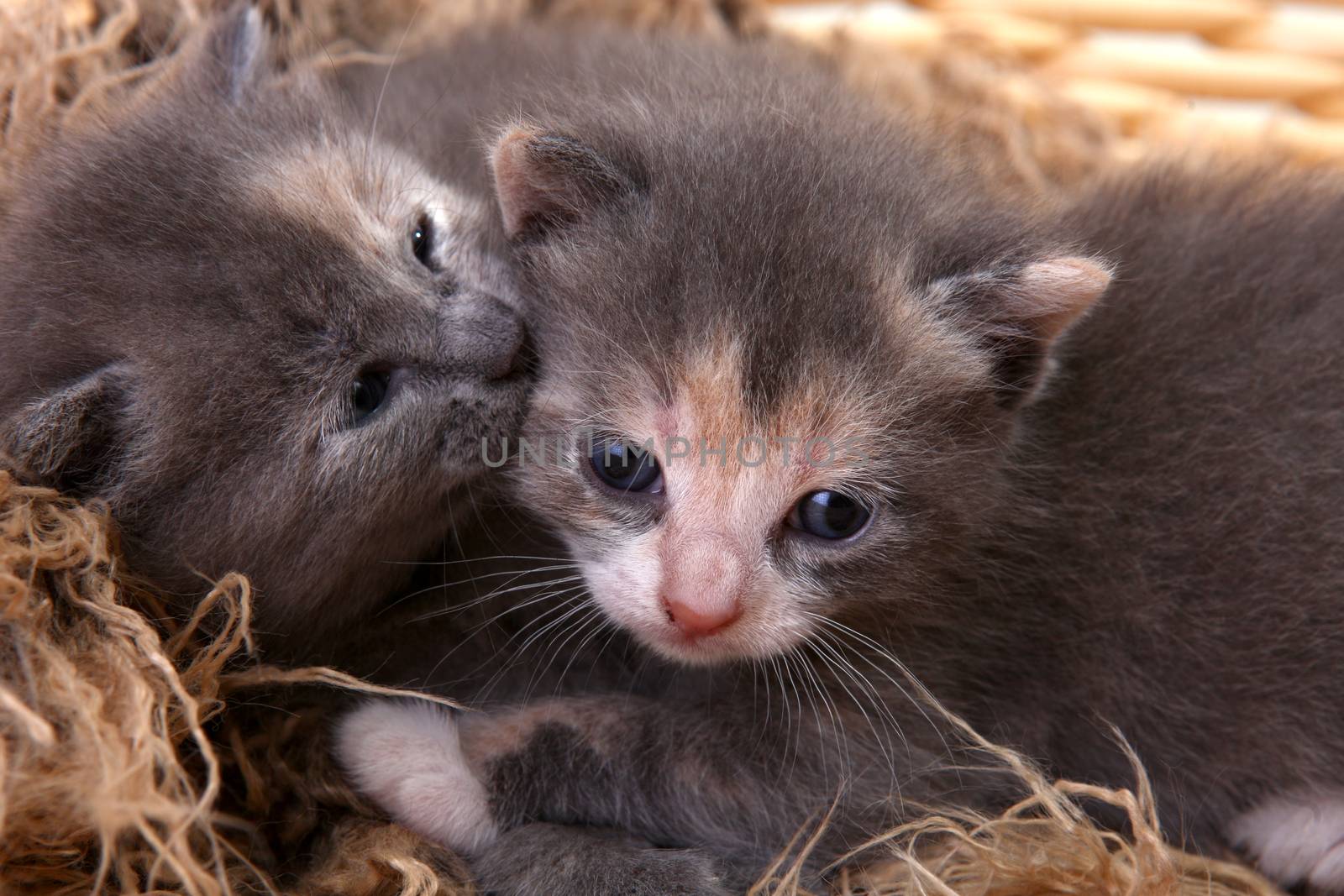 Newborn Kitten in a Basket by tobkatrina