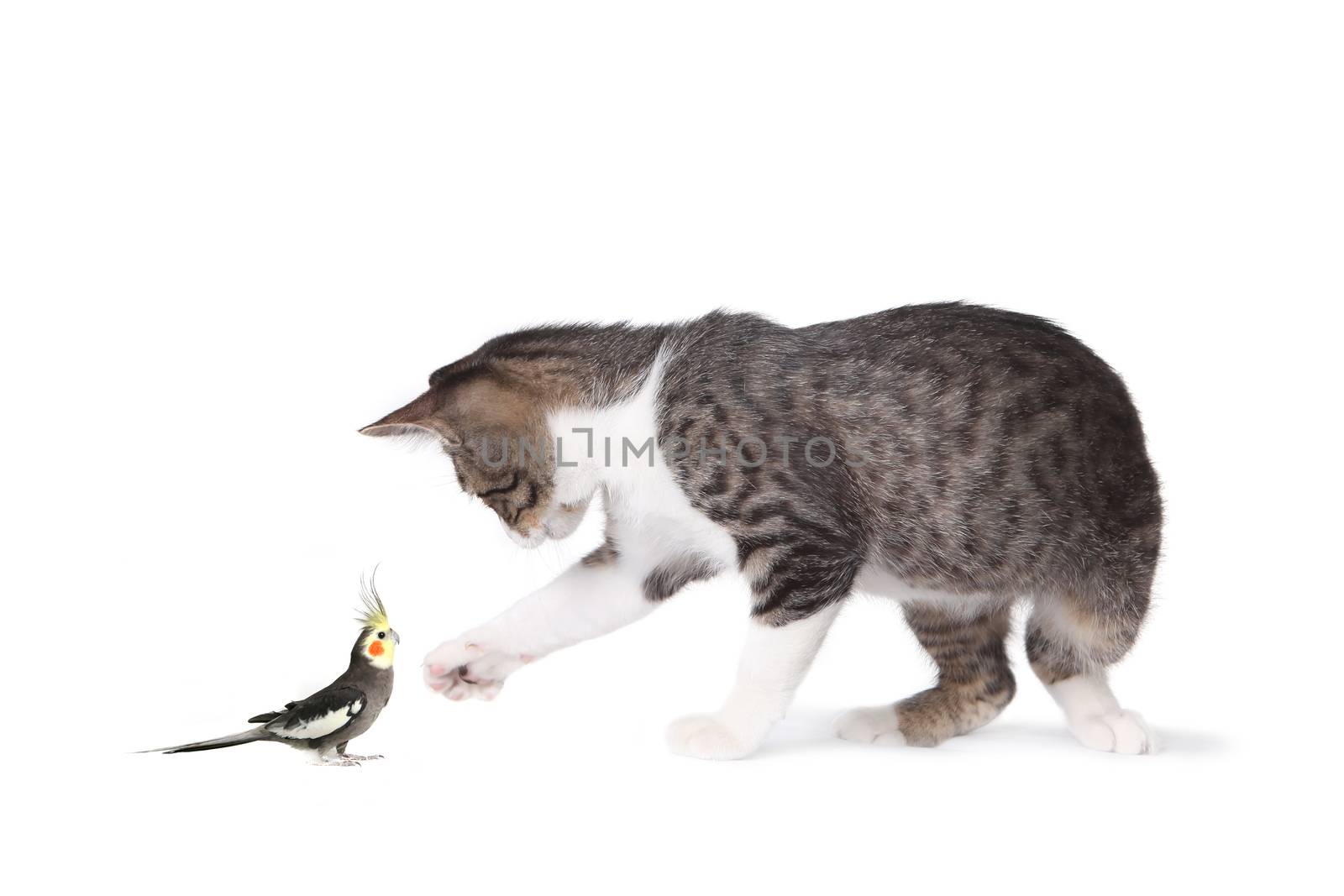 Image of tabby cat and cockatiel looking at each other, full length viewable and in profile. Horizontally framed shot.