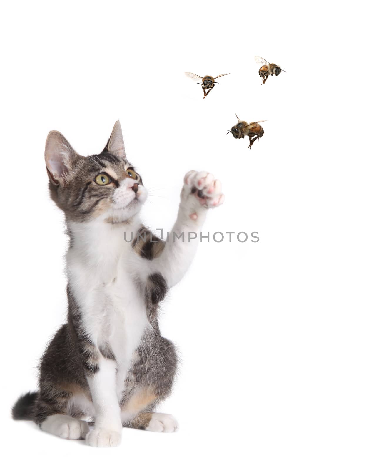 Funny Cat Catching Bees by tobkatrina